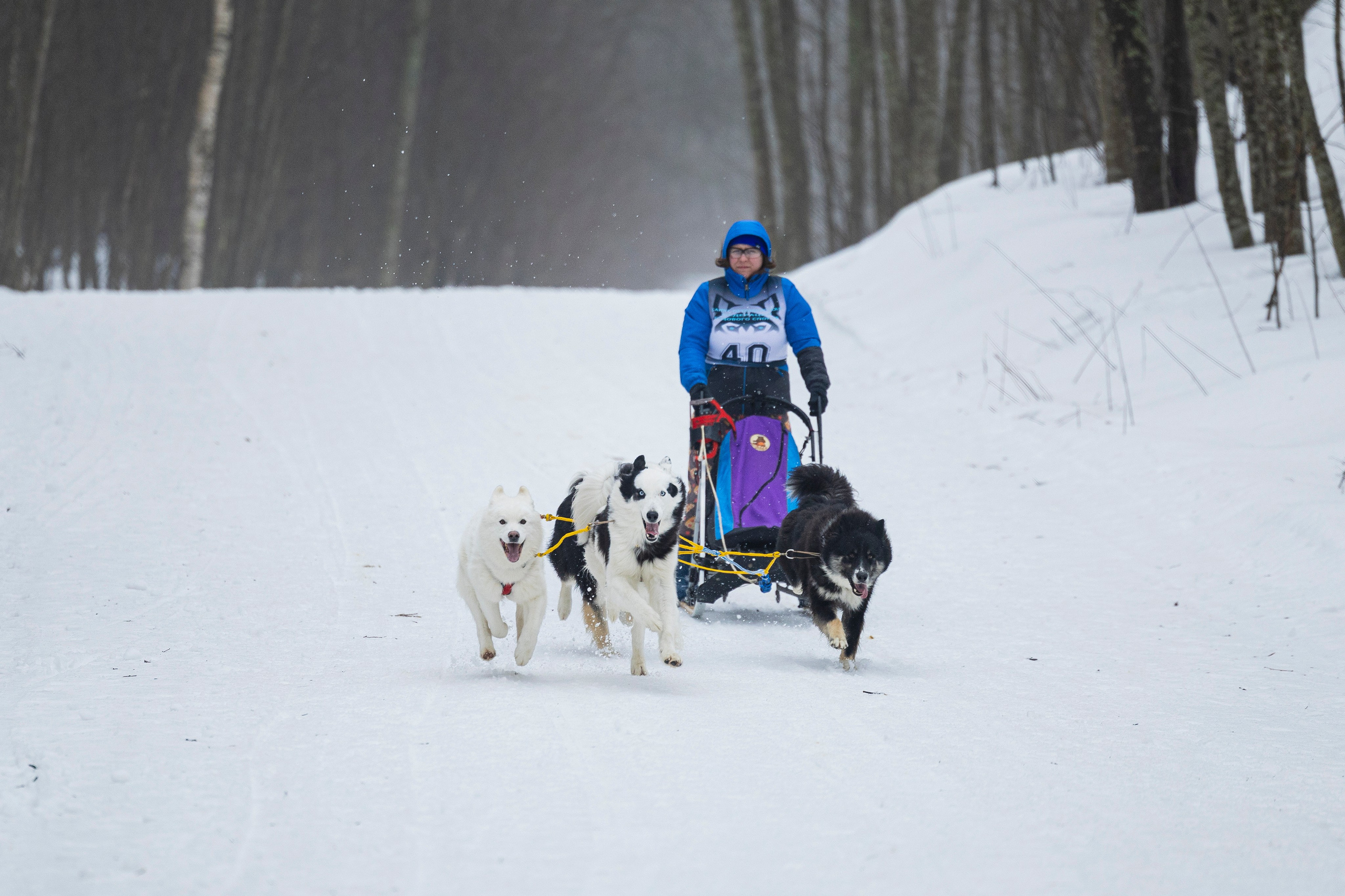 Зимний Чемпионат Санкт-Петербурга по ездовому спорту. Фотограф-анималист Анна Маринич