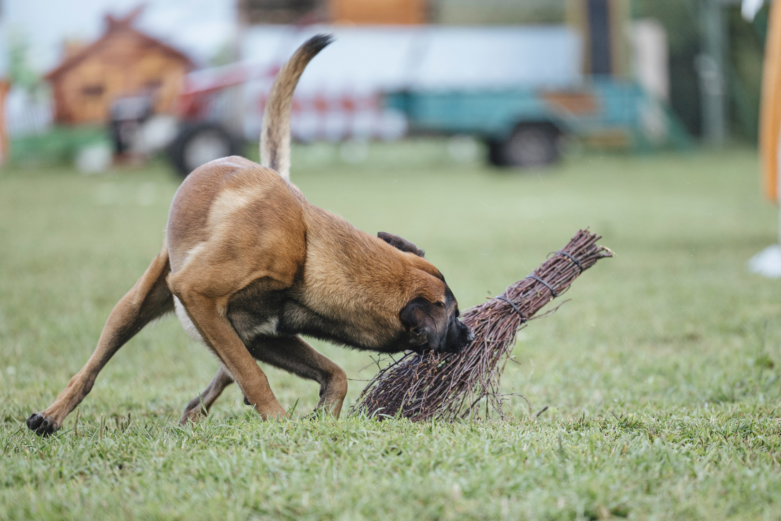 08.08.25-10.08.25 ЧР по мондьорингу г. Вологда. Фотограф-анималист Анна Маринич