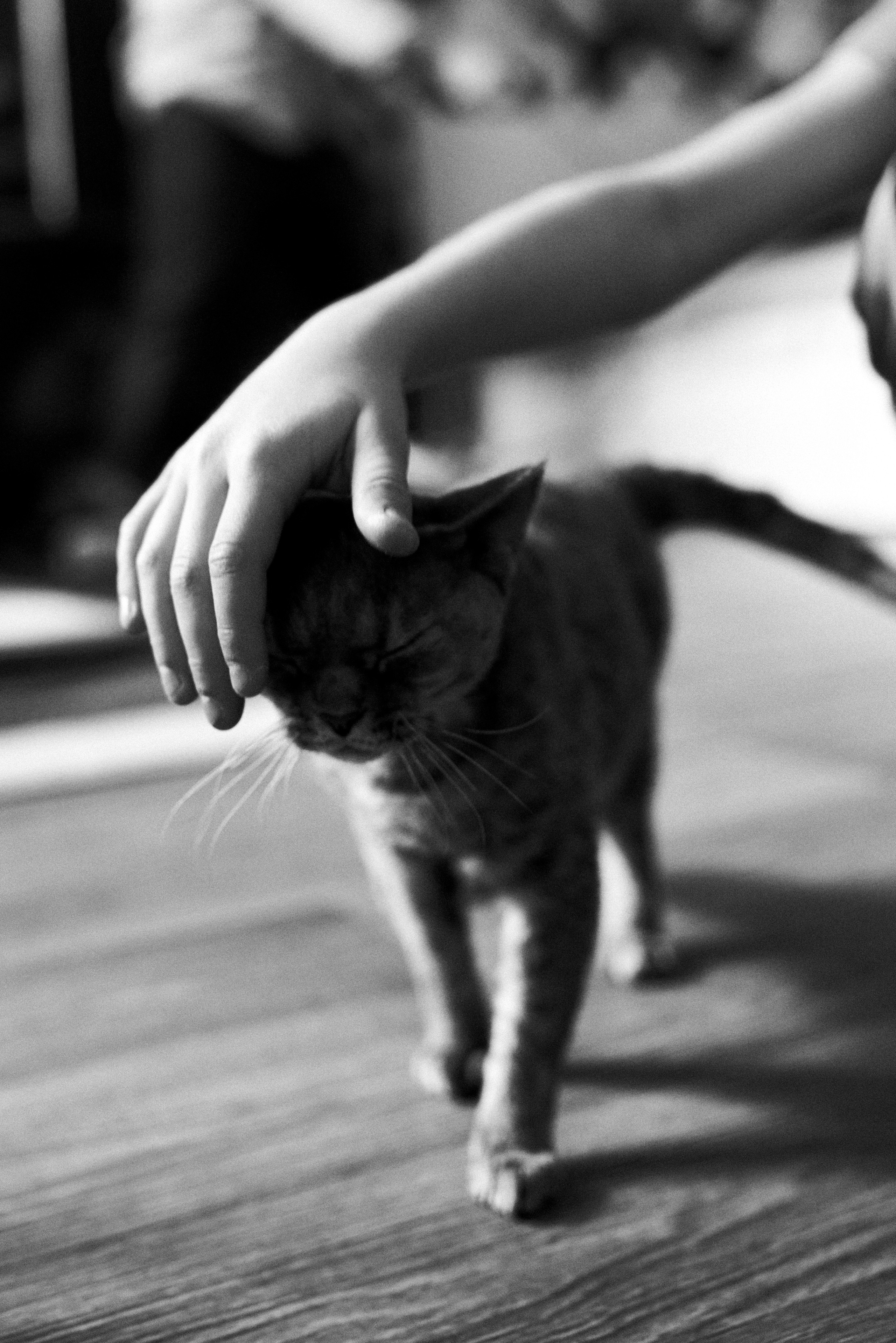 Домашняя съёмка 2+1+2. ✖‿📷 Фотограф| Москва