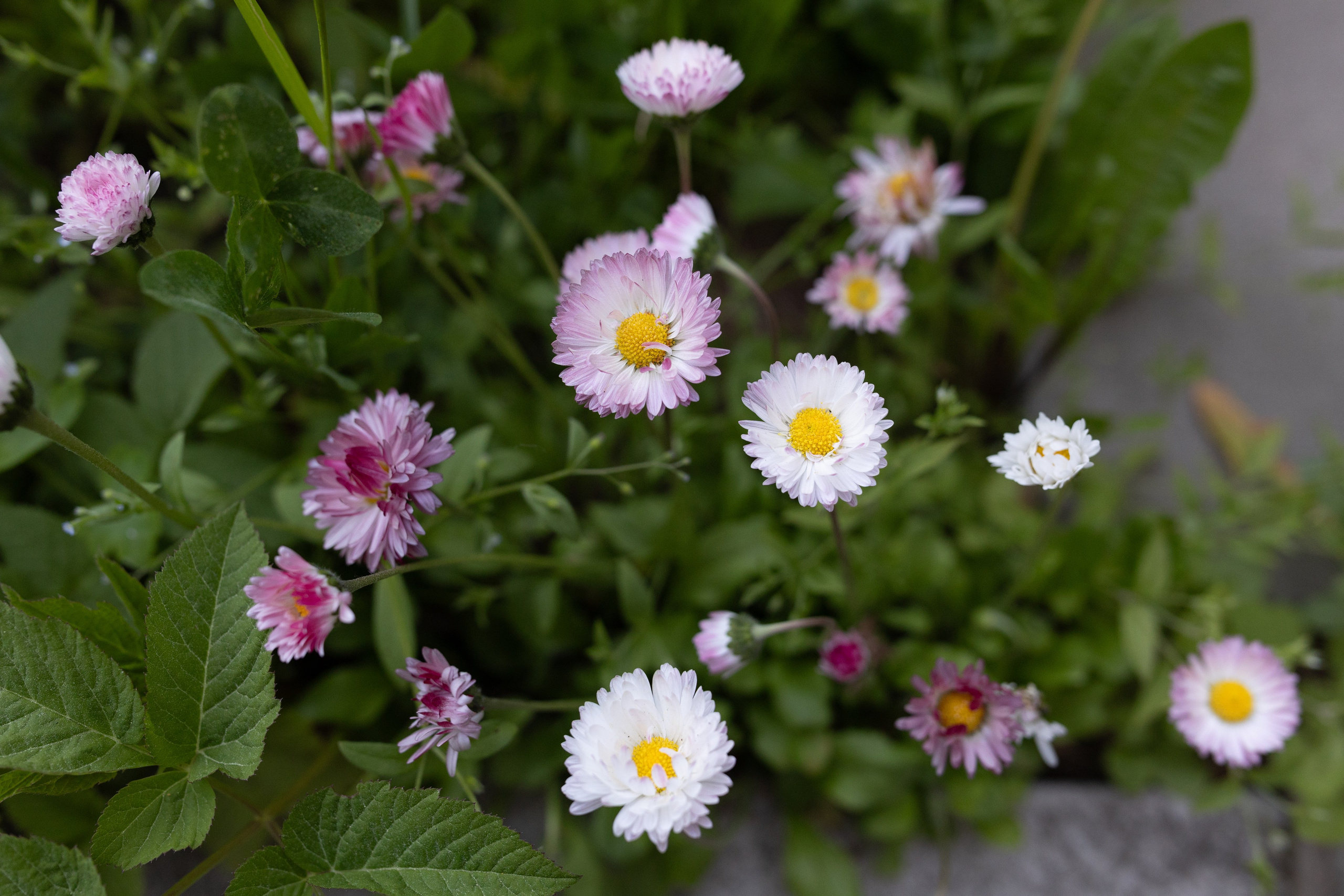 Фотографии растений Виктор Степанов. Фотограф Виктор Степанов