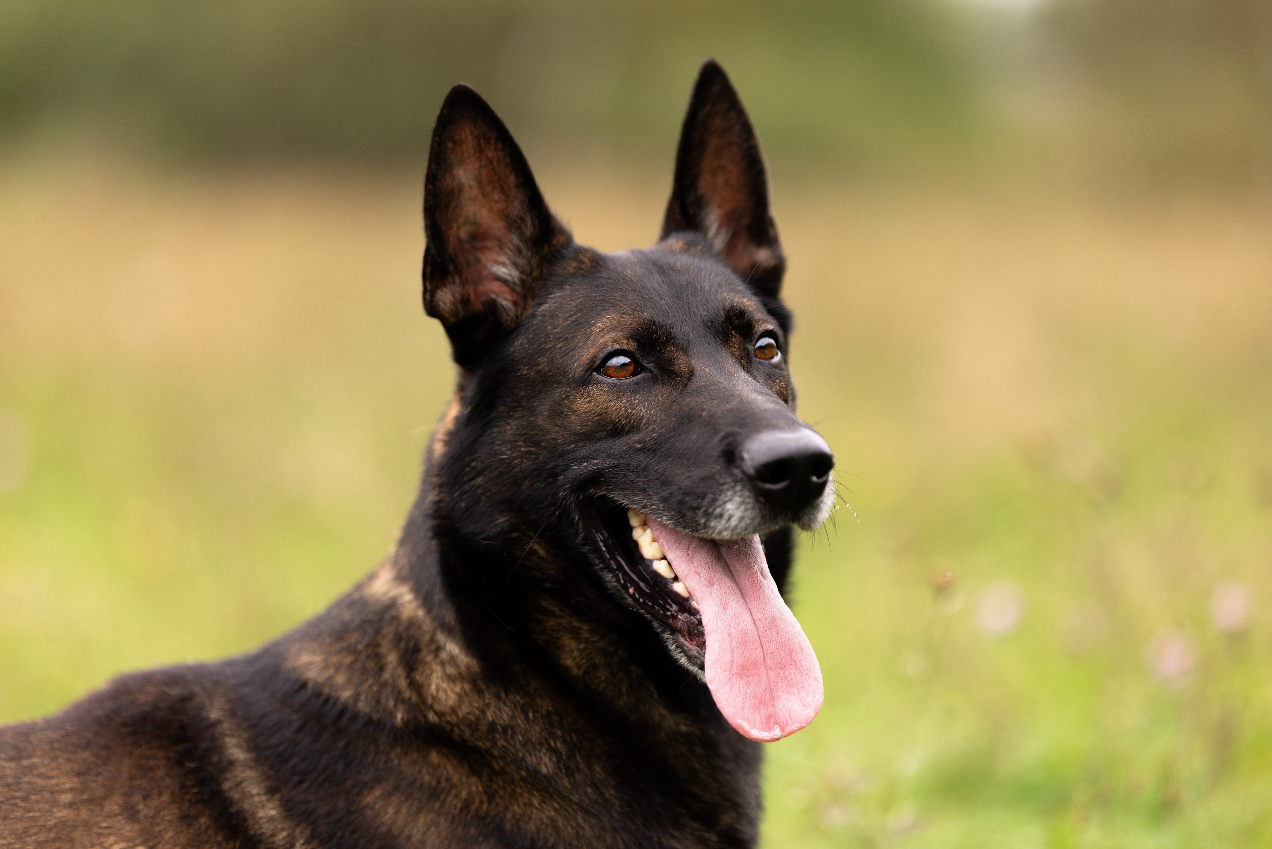 Макс. Фотограф и видеограф анималист Аганина Дарья