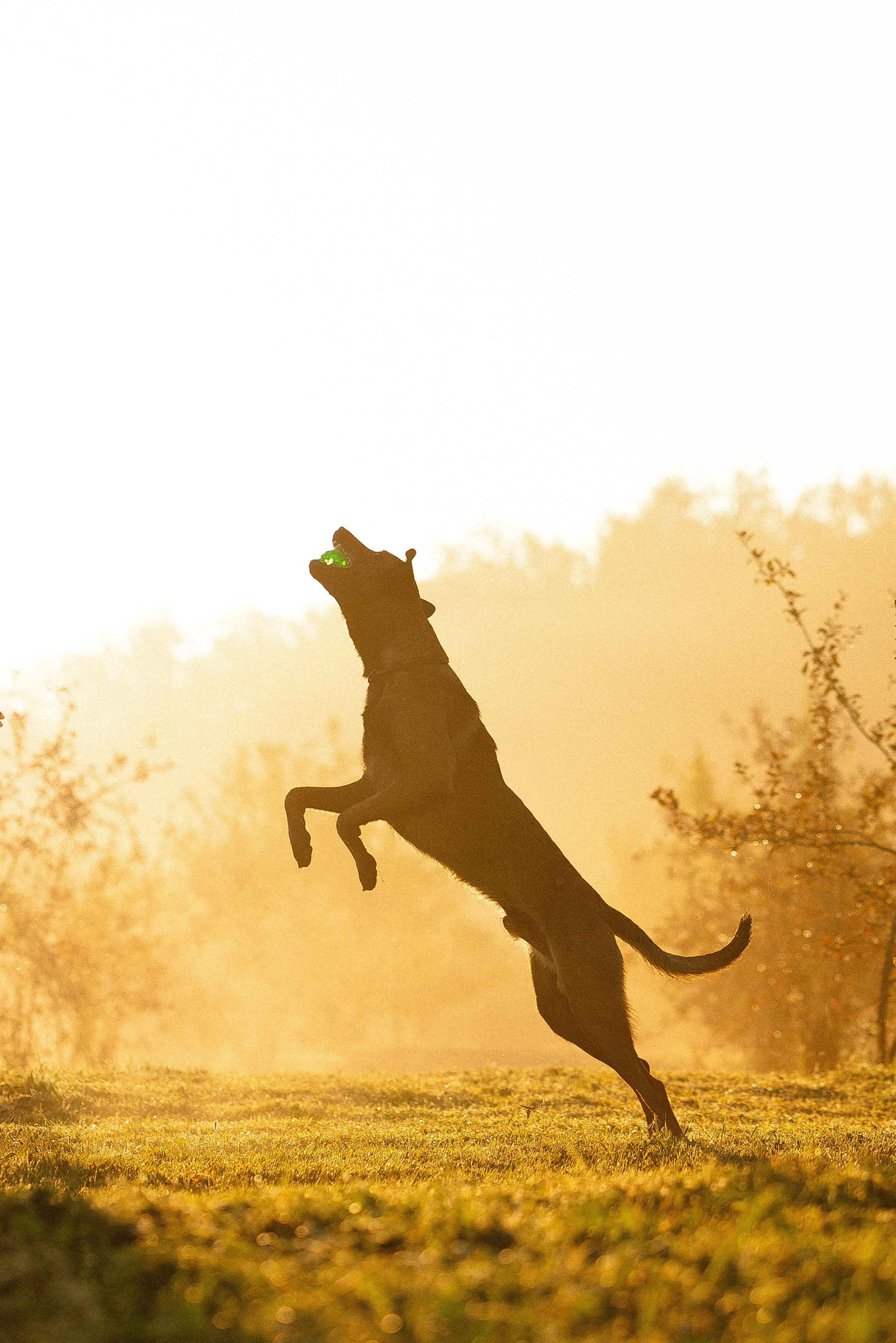 Галина и Кодекс. Фотограф и видеограф анималист Аганина Дарья