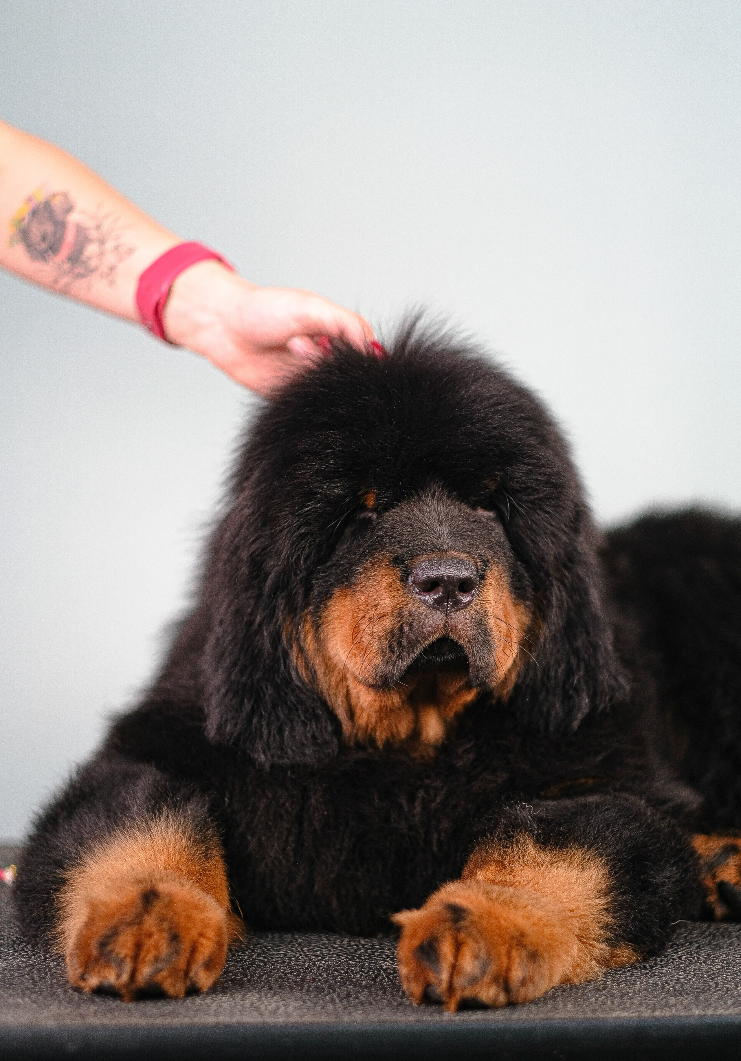 Тибетский мастиф. Фотограф и видеограф анималист Аганина Дарья