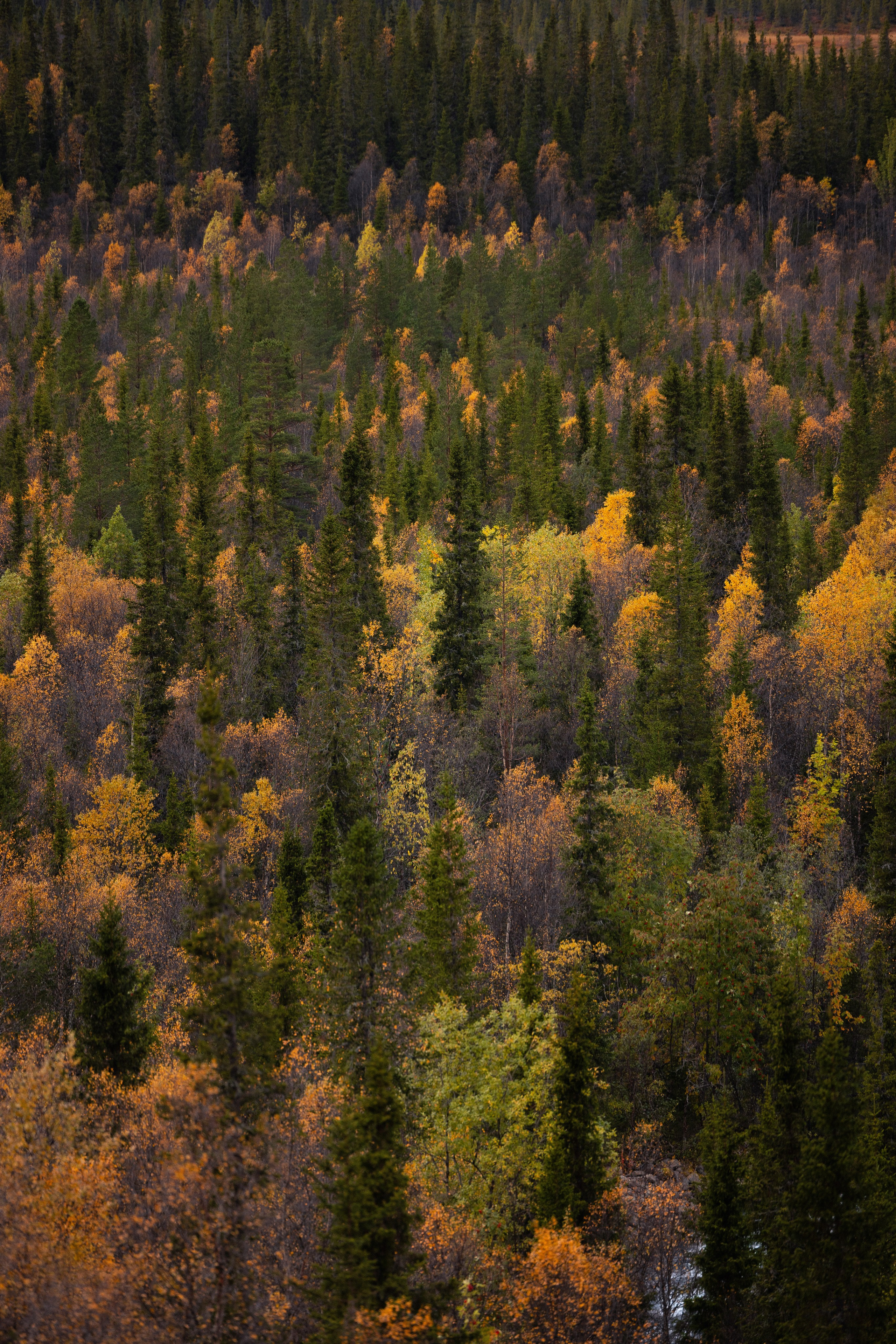 Кольский. Фотограф и видеограф анималист Аганина Дарья