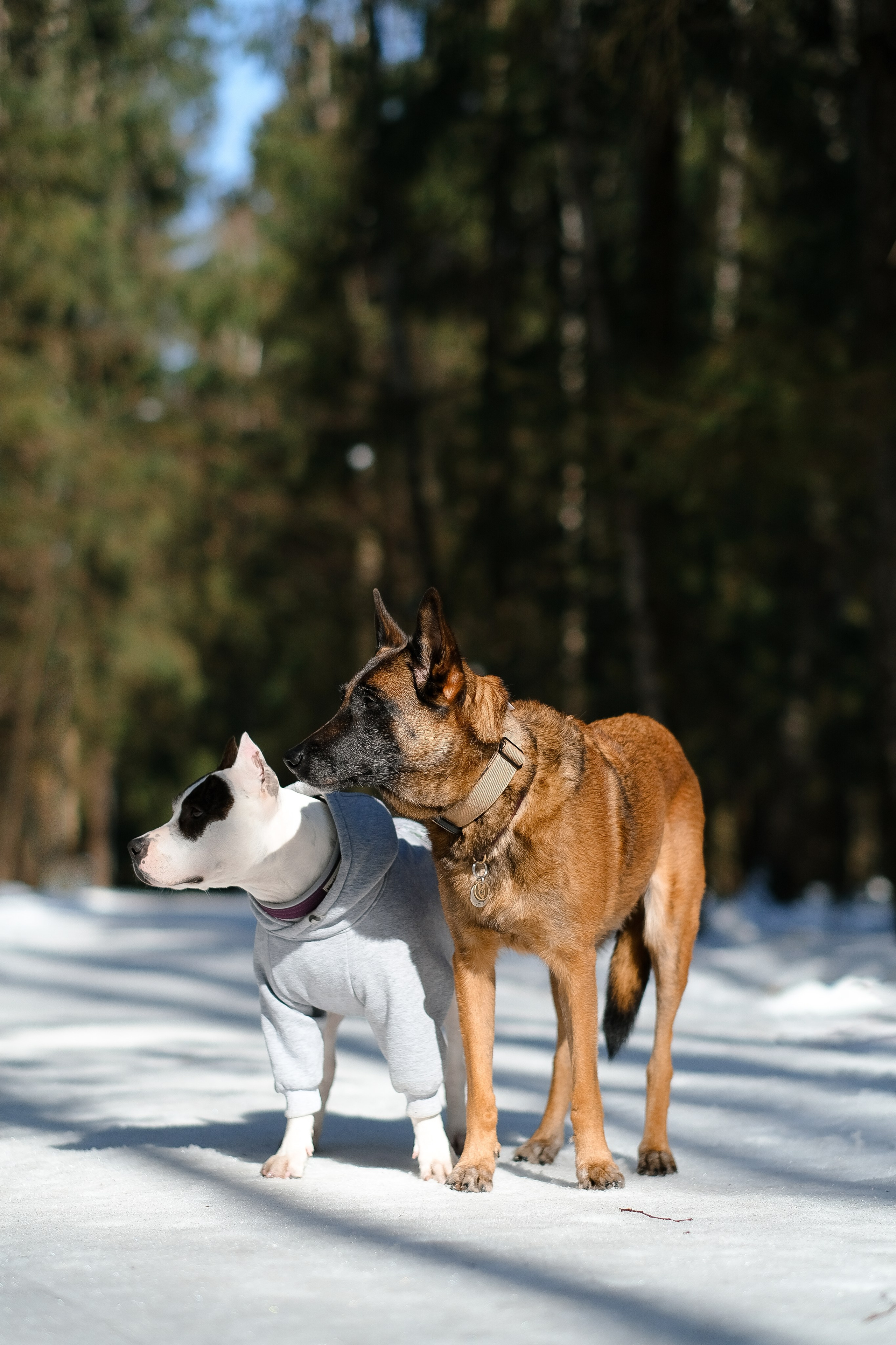 Женя, Афра и Молли. Фотограф и видеограф анималист Аганина Дарья