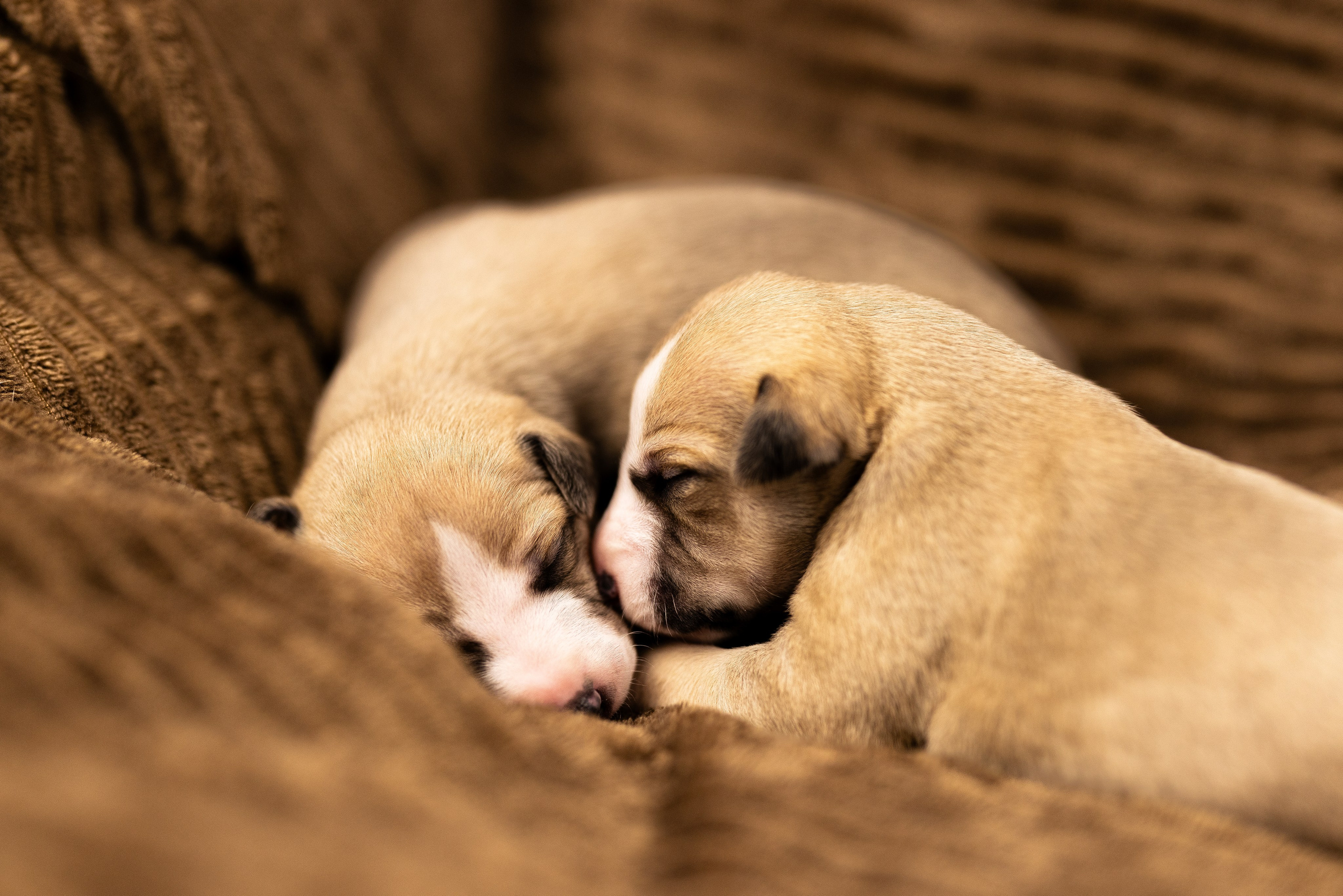 Уиппет. Фотограф и видеограф анималист Аганина Дарья