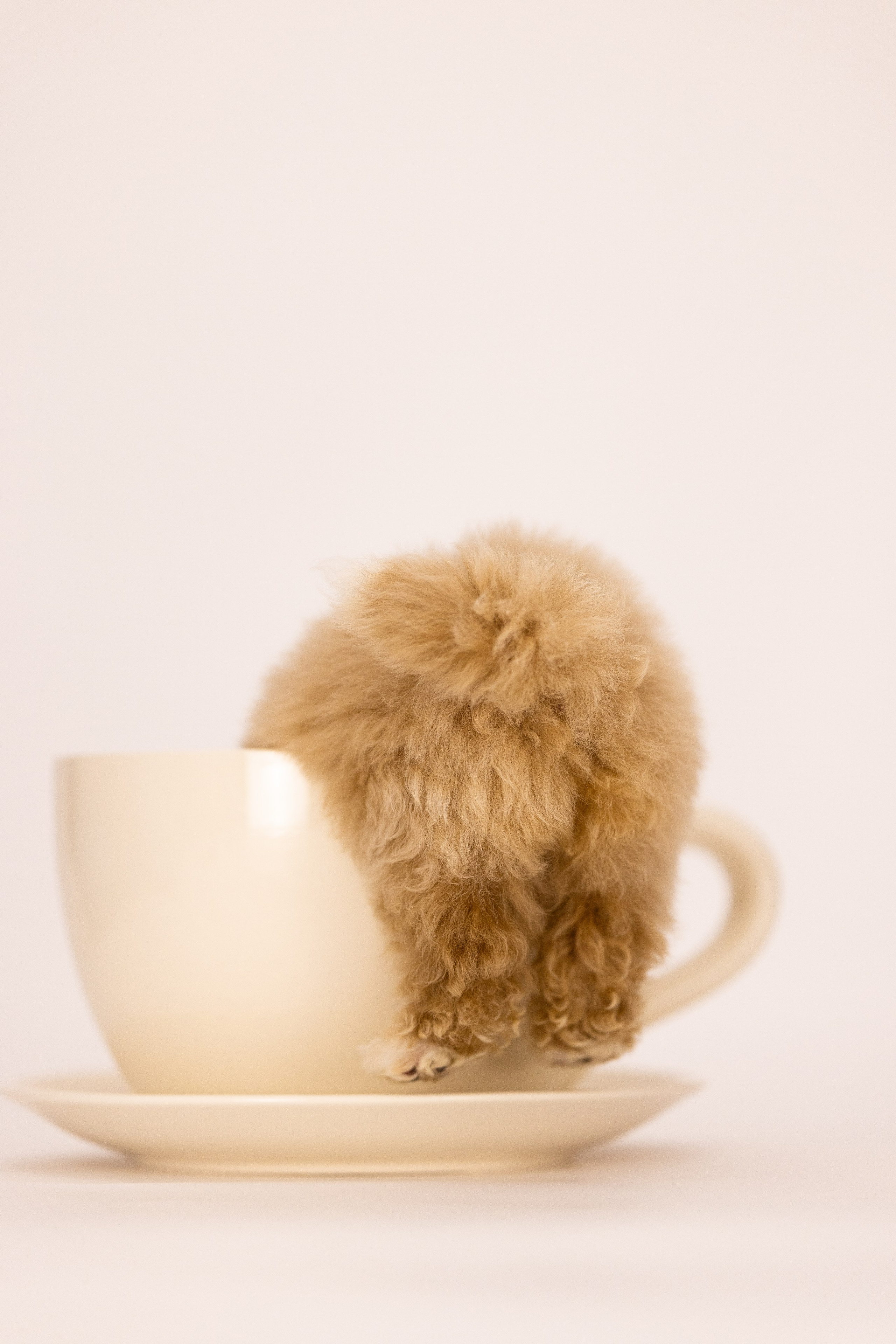 Мальтипу. Фотограф и видеограф анималист Аганина Дарья