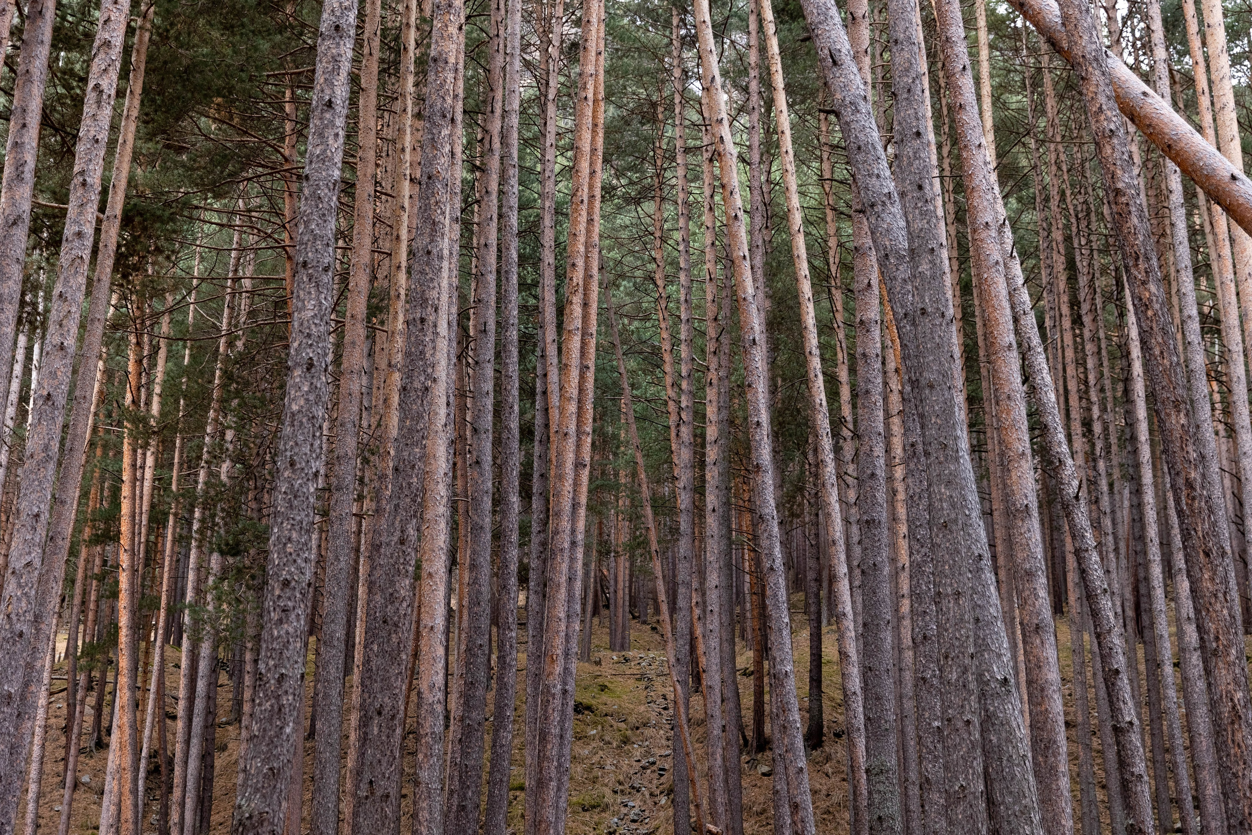 Wood 5642. Главная