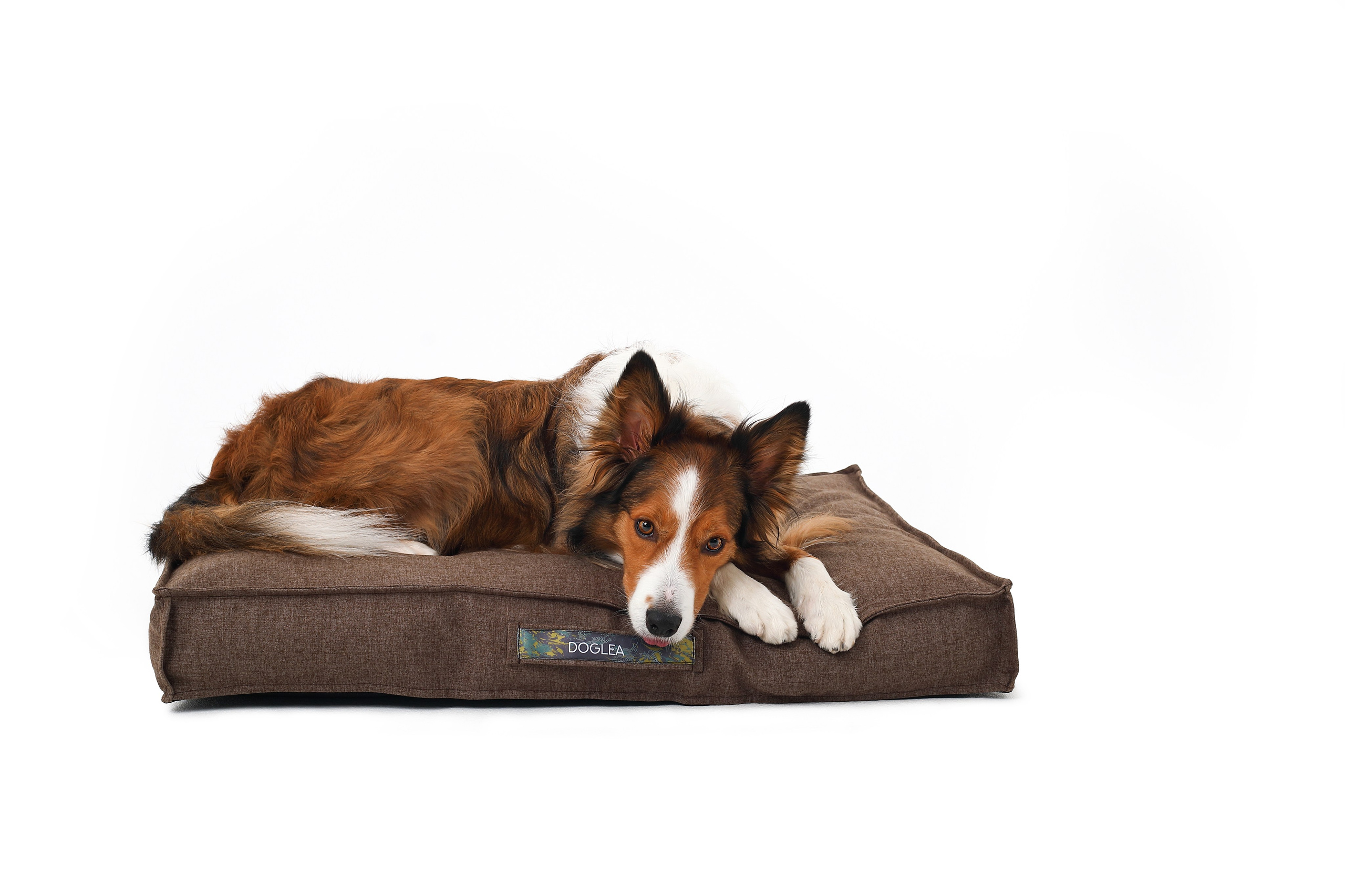 Для брендов. Фотограф- анималист Санкт-Петербург