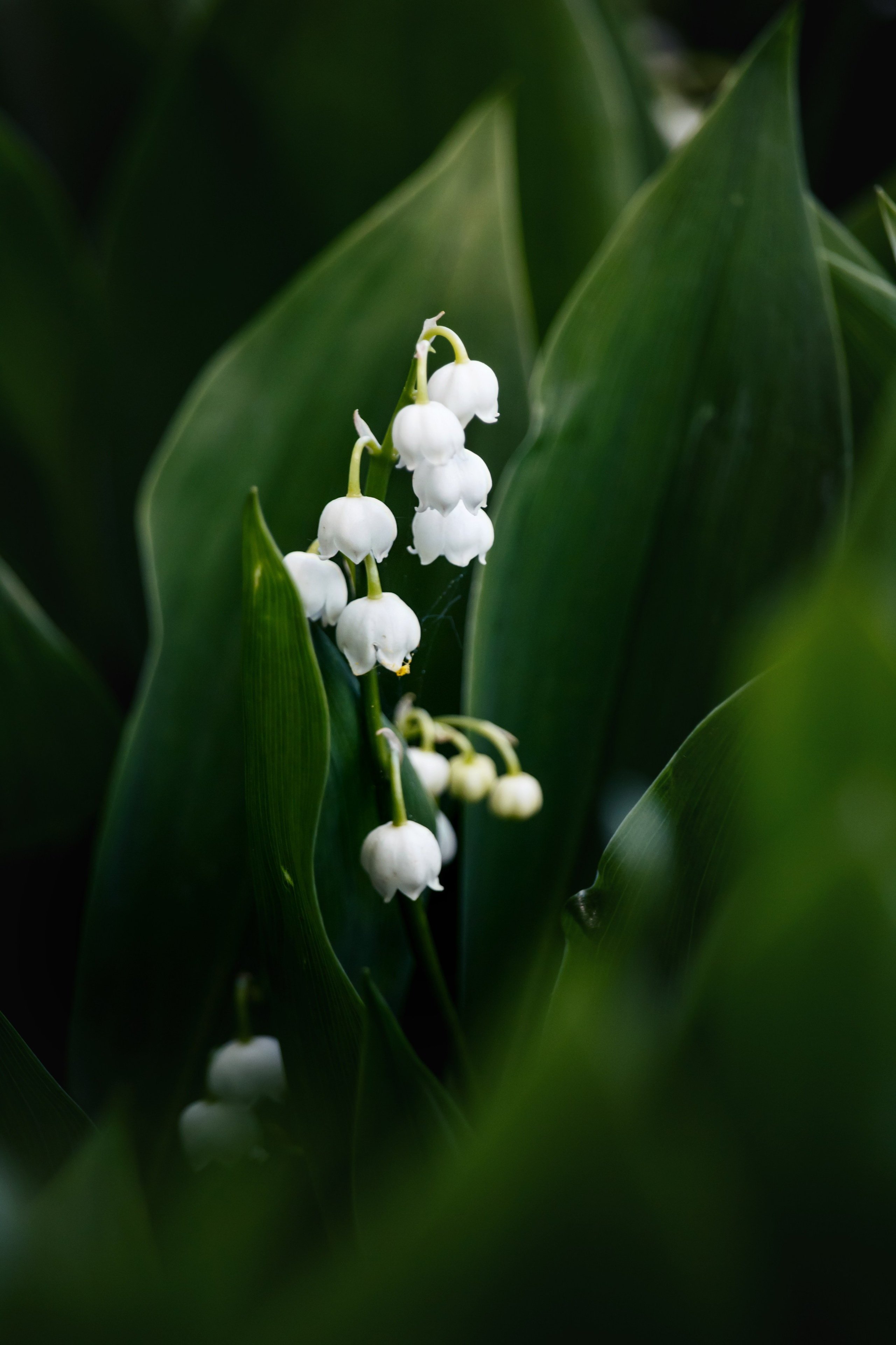 Весна. Катя Цвет