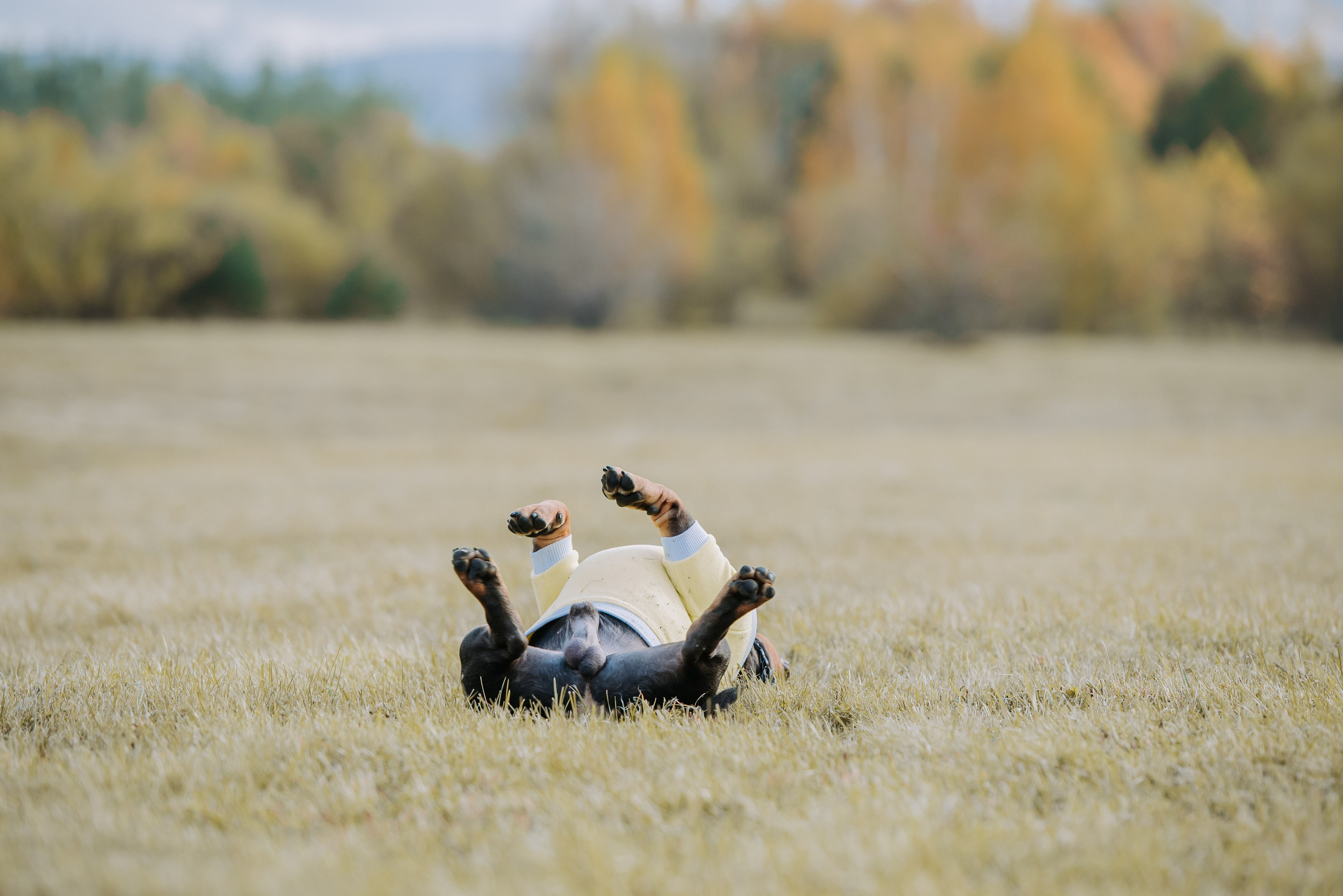 Фотопрогулка с питомцами. Фотограф Диана Оленина Красноярск / Братск