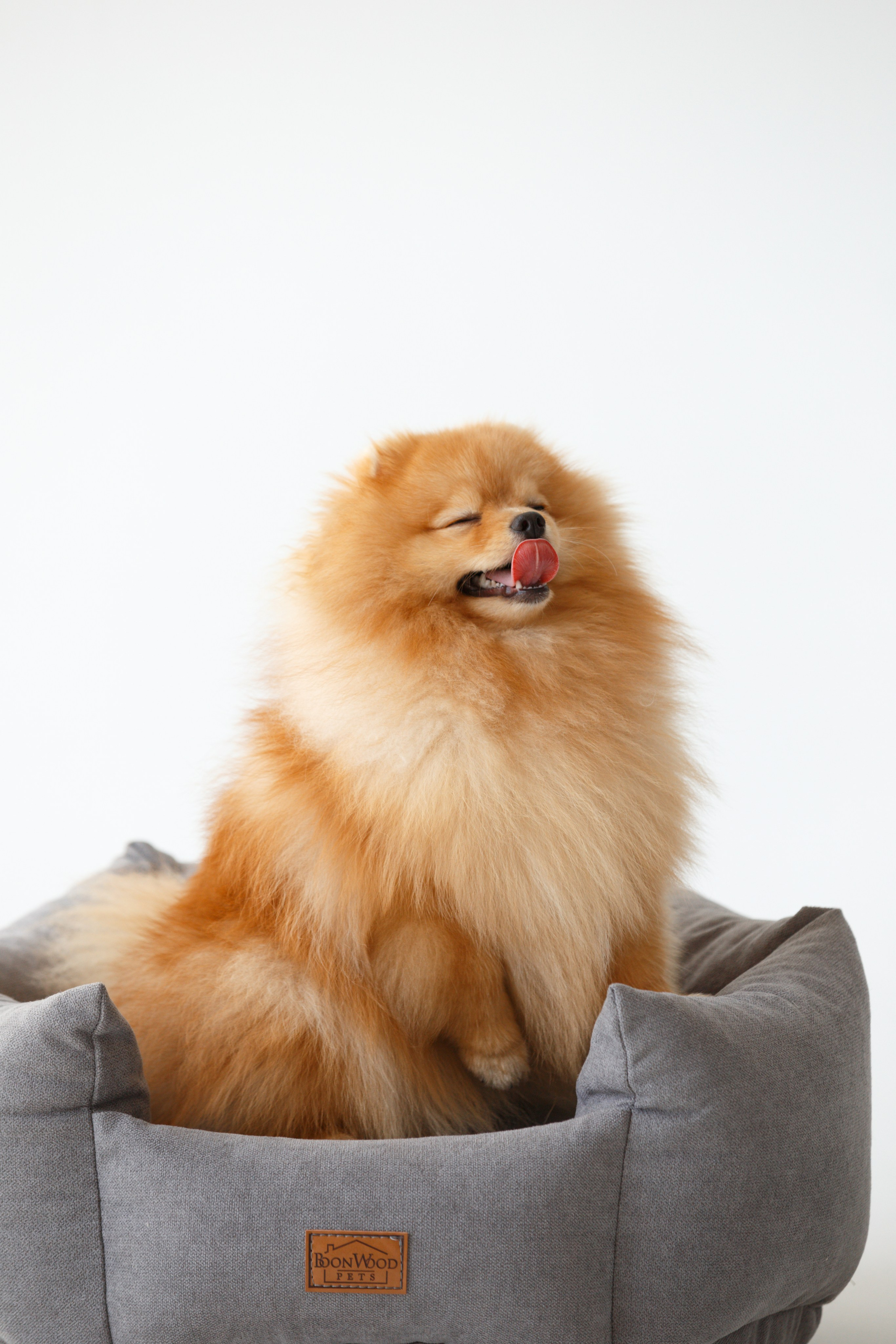 Boonwood Pets лежанки для животных. Фотограф анималист Кристина Карпова, Москва