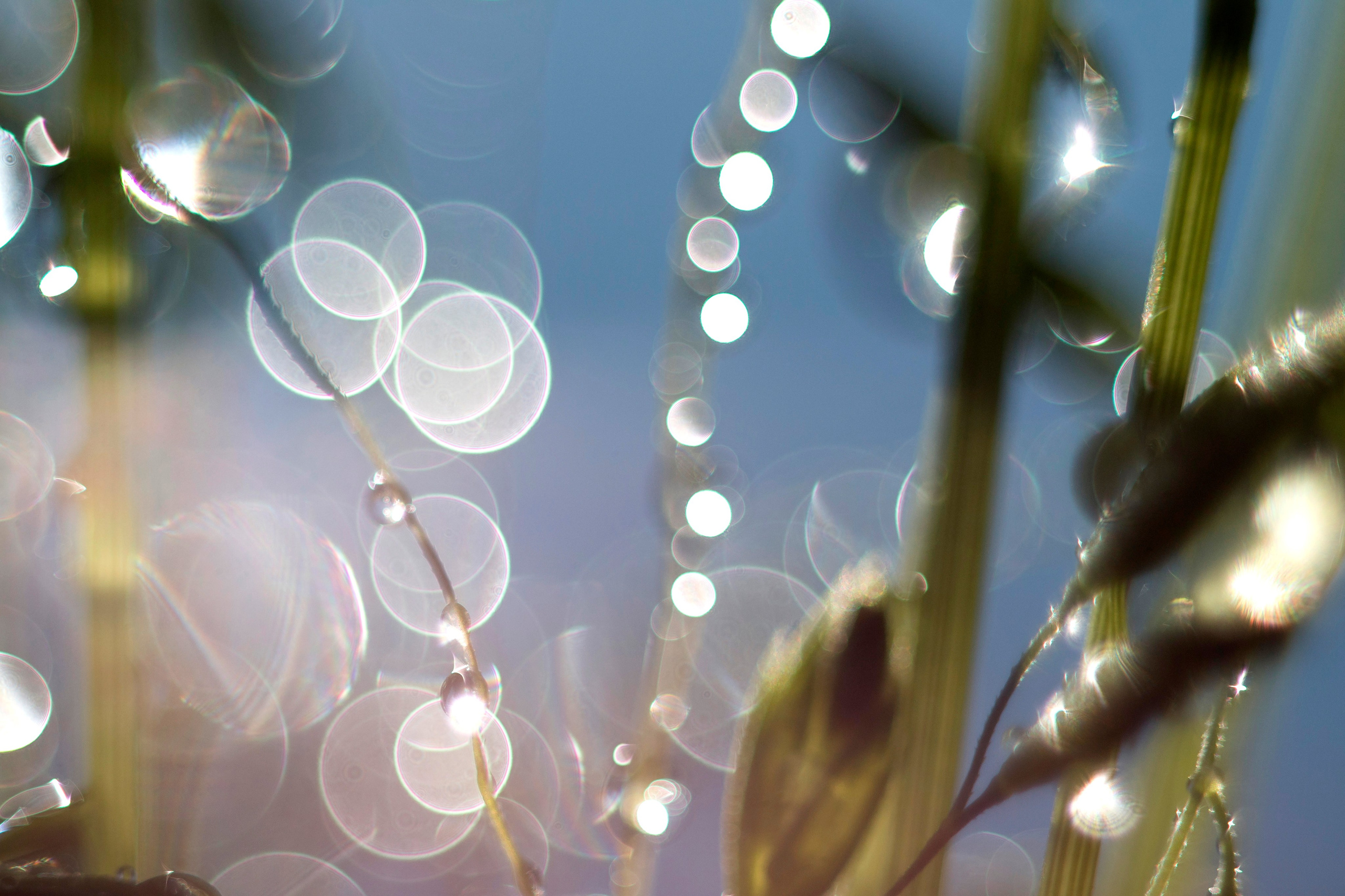 Макро. Фотограф Лагутин Анатолий