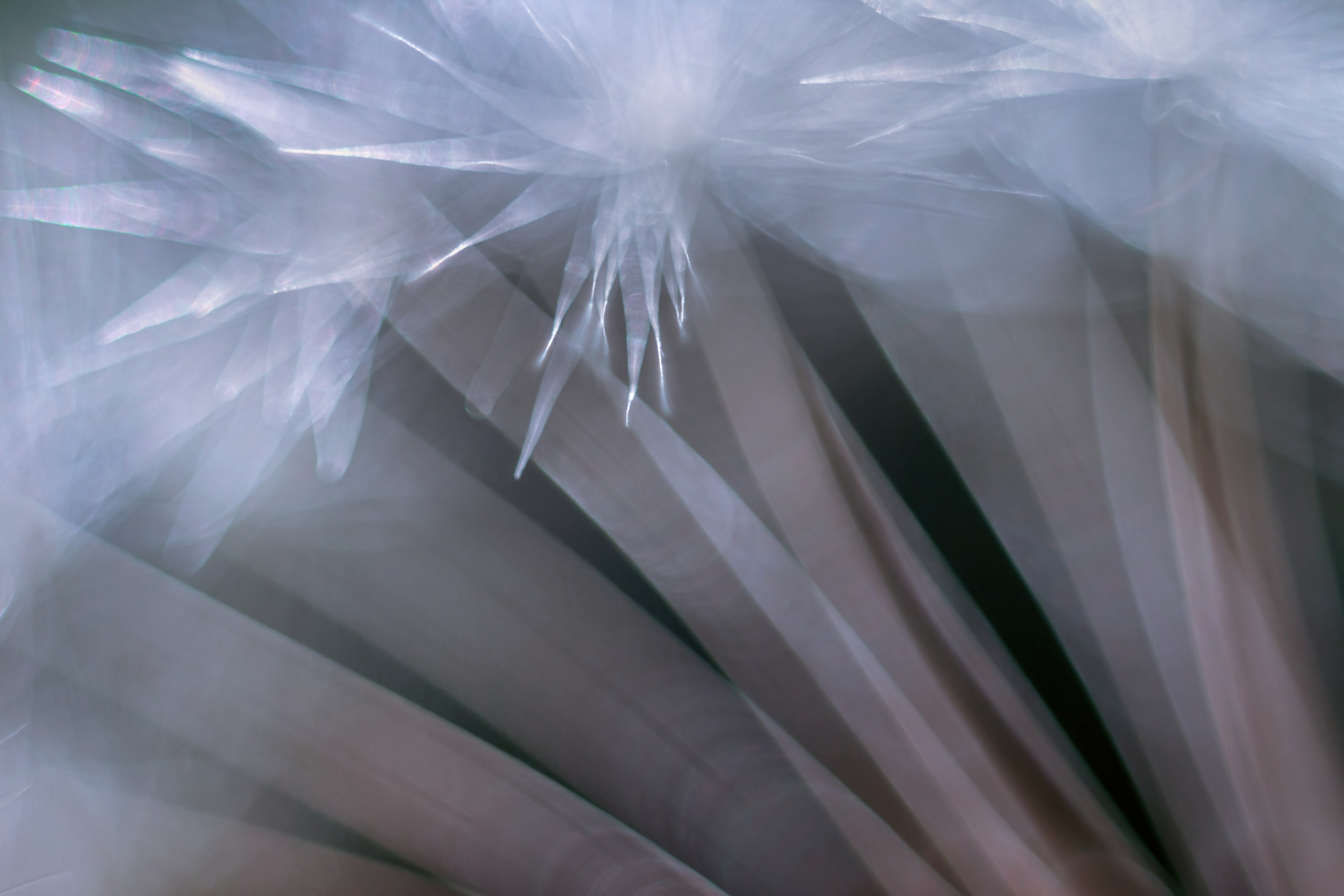 Макро. Фотограф Лагутин Анатолий