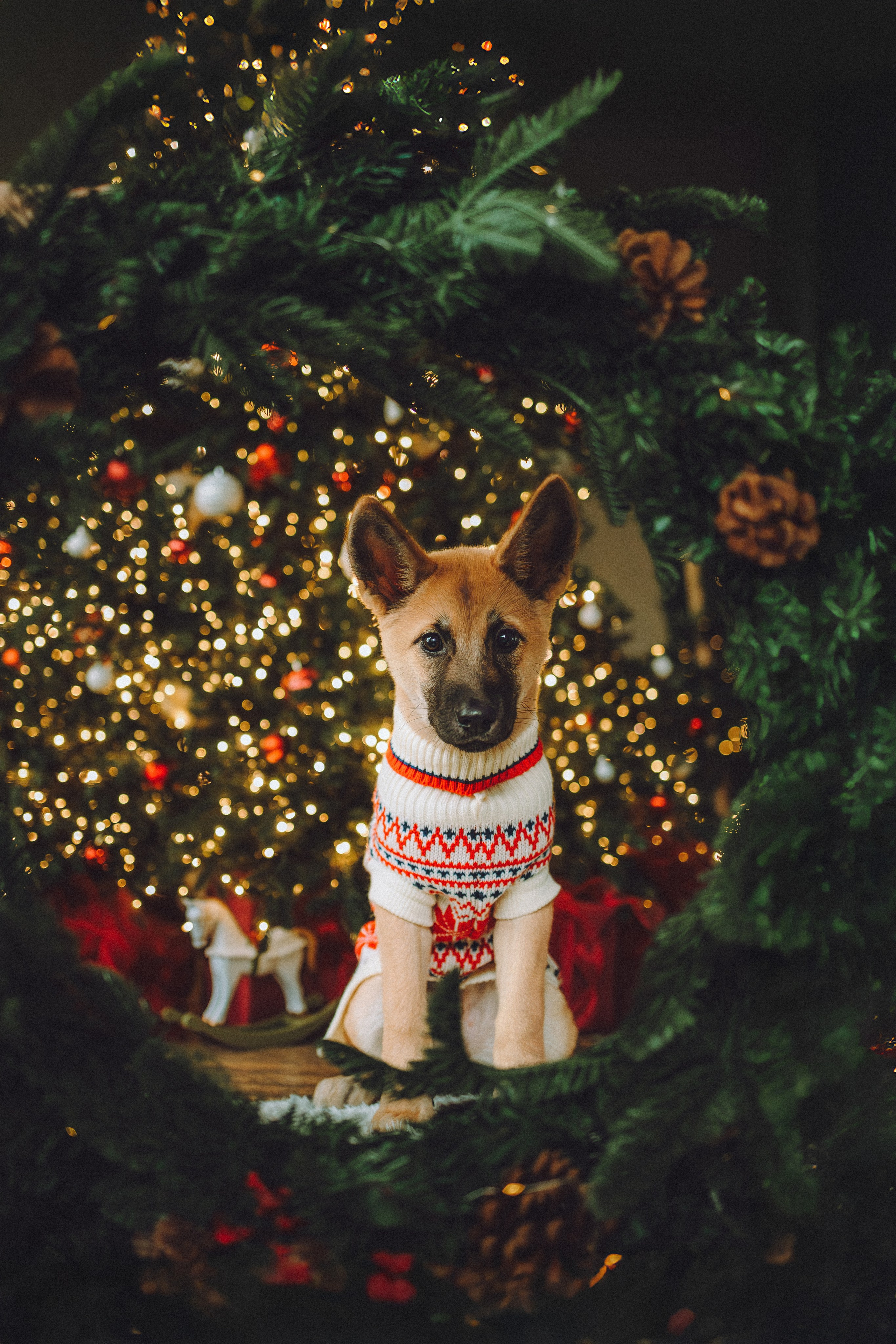 Джули, Шелли и их семья