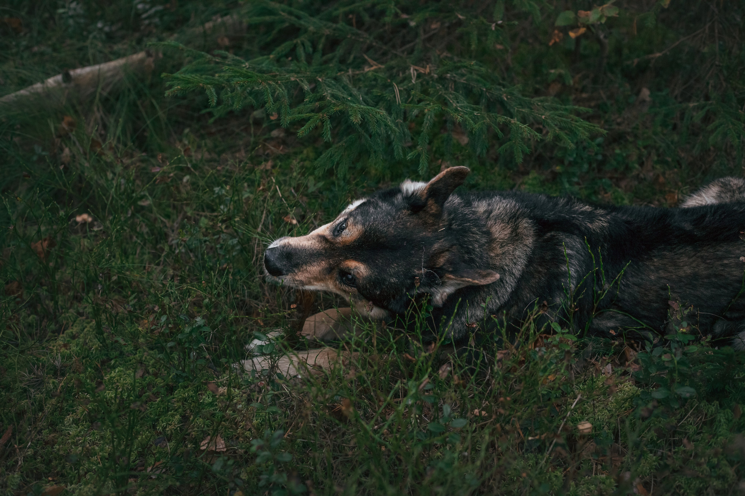 Фотопрогулка в Ленобласти. Фотограф-анималист Татьяна Степанова