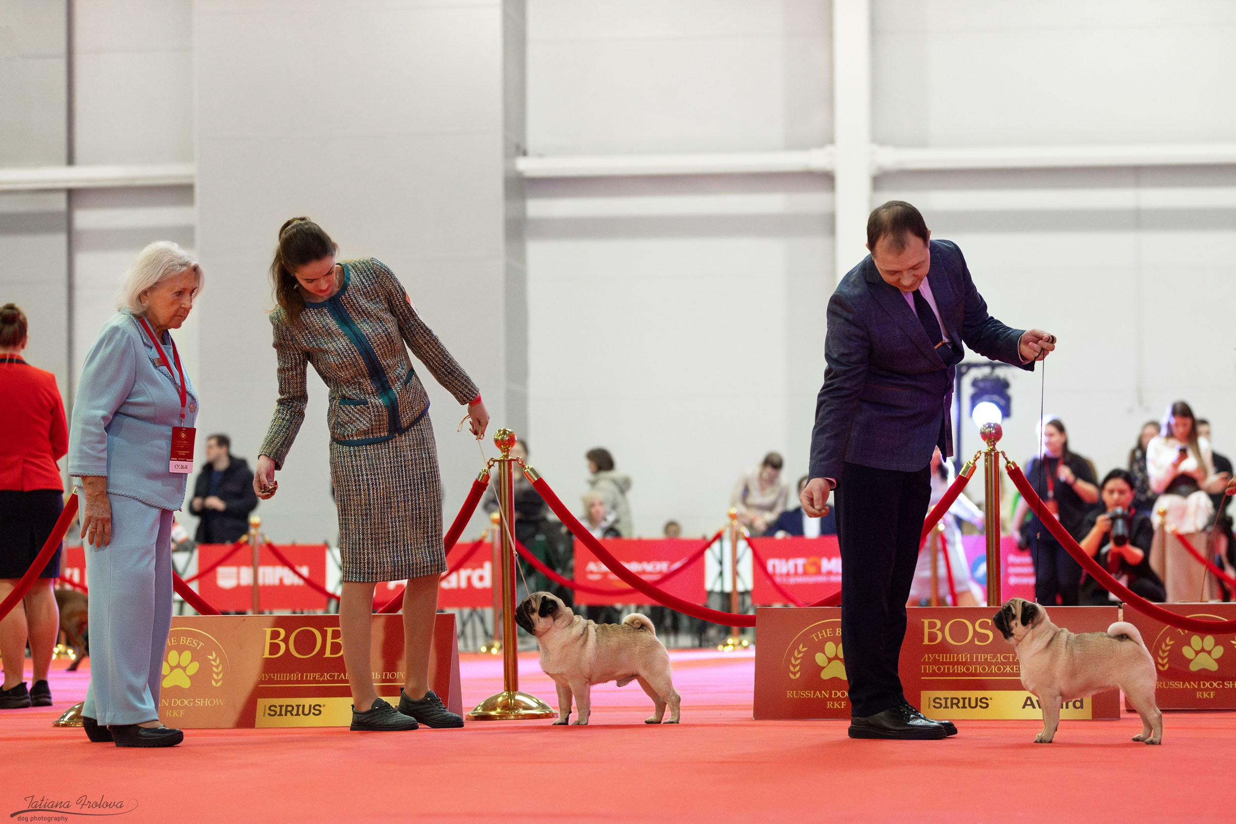 Фото с выставки РКФ. Фотограф-анималист в Москве и Московской области Татьяна Фролова
