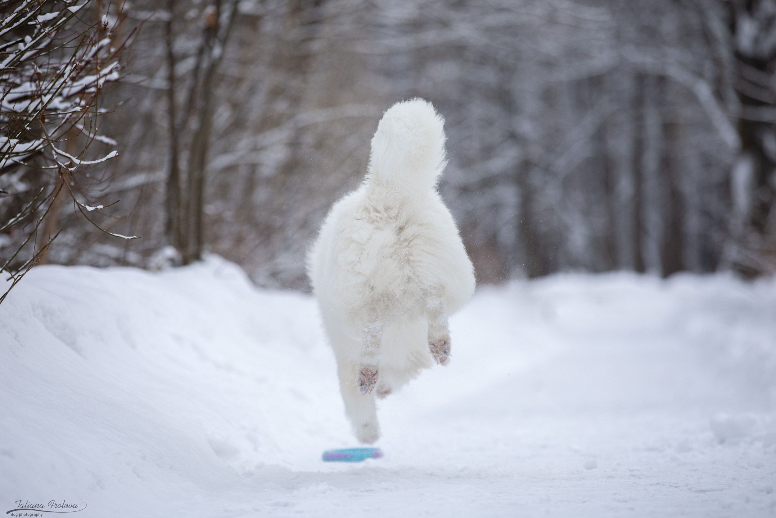 Фотопрогулка в парке Измайлово с якутской лайкой и его хозяйкой. Фотограф-анималист в Москве и Московской области Татьяна Фролова