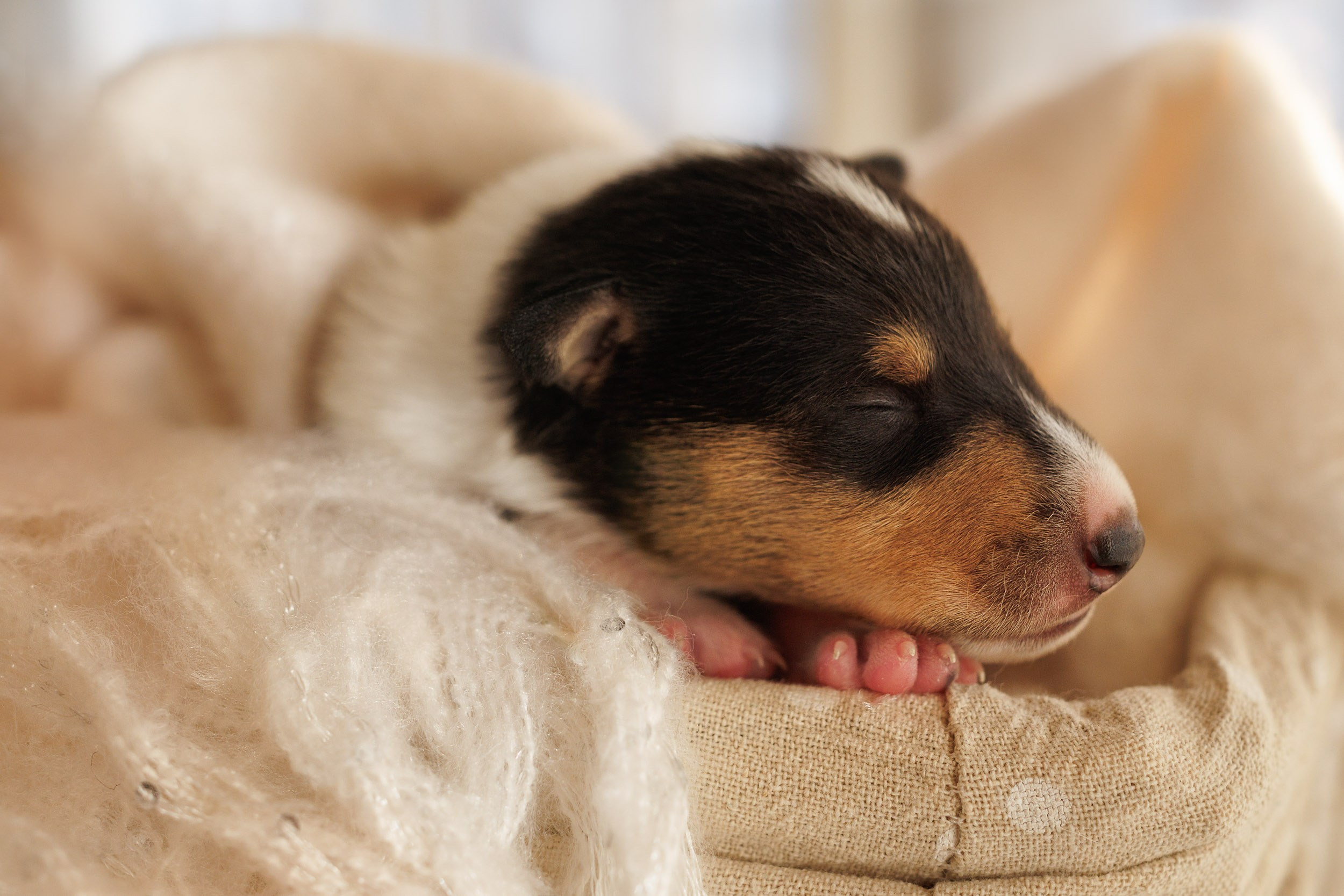 Короткошерстные колли в 2 недели. Фотограф-анималист в Москве и Московской области Татьяна Фролова
