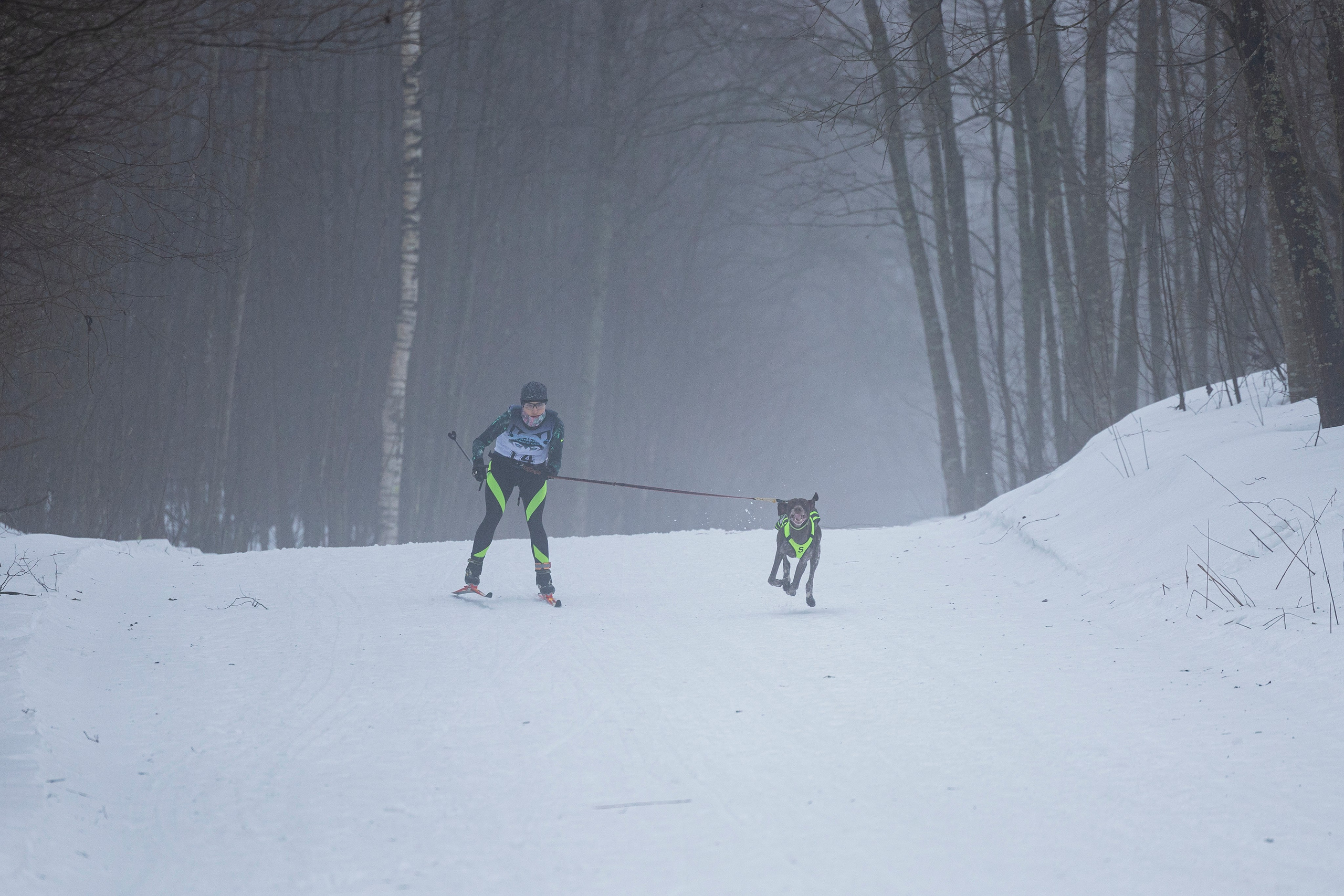 Зимний Чемпионат Санкт-Петербурга по ездовому спорту. Фотограф-анималист Анна Маринич