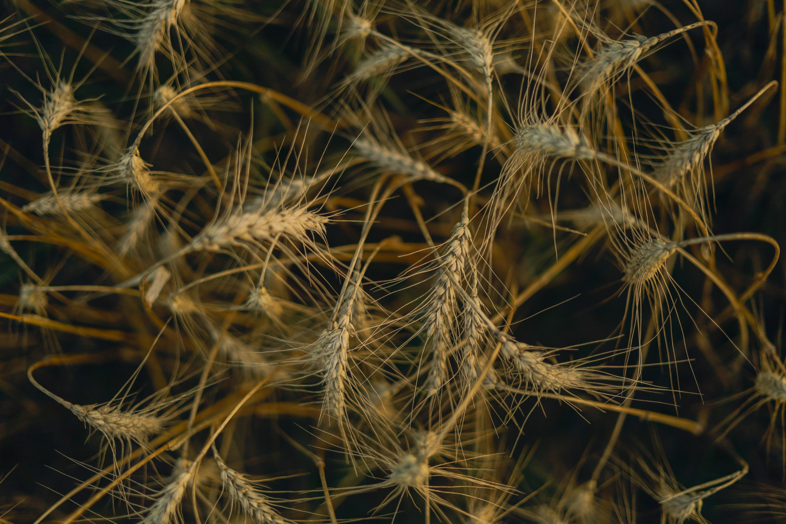 Лиза — хлебомама. Фотограф в Москве и области Титова Наталья