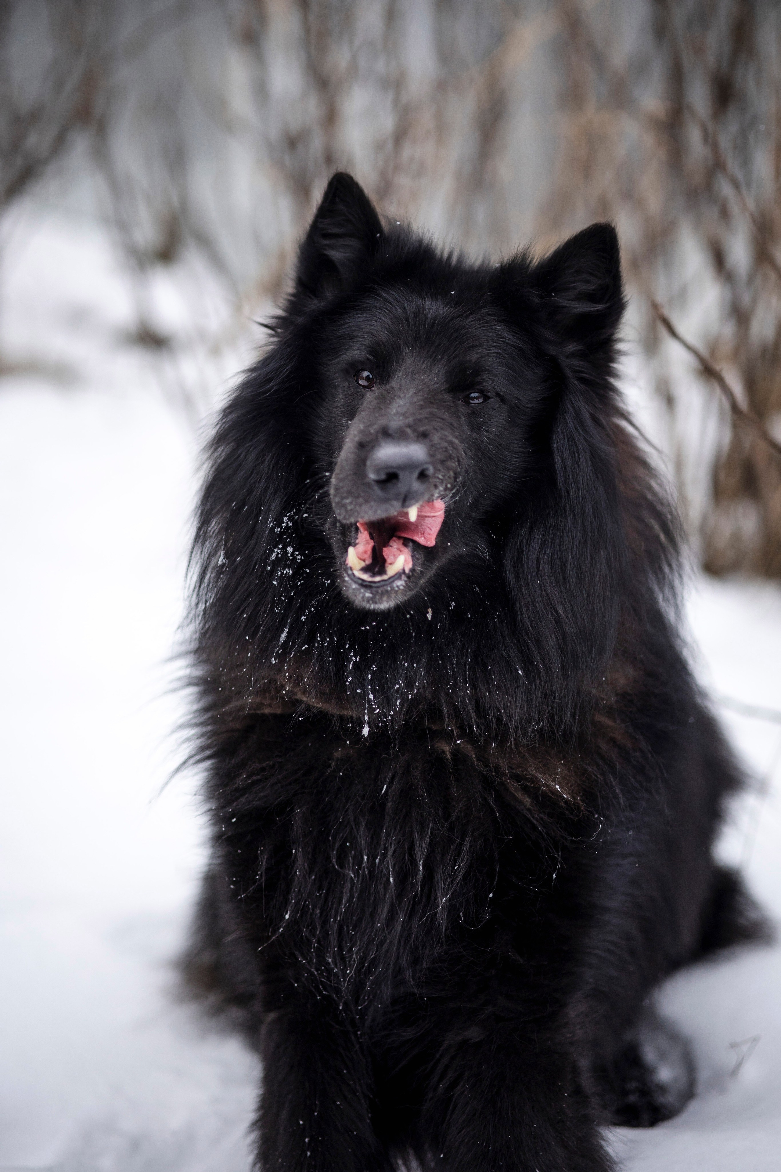 Съемка с лисами. Анастасия Белаш