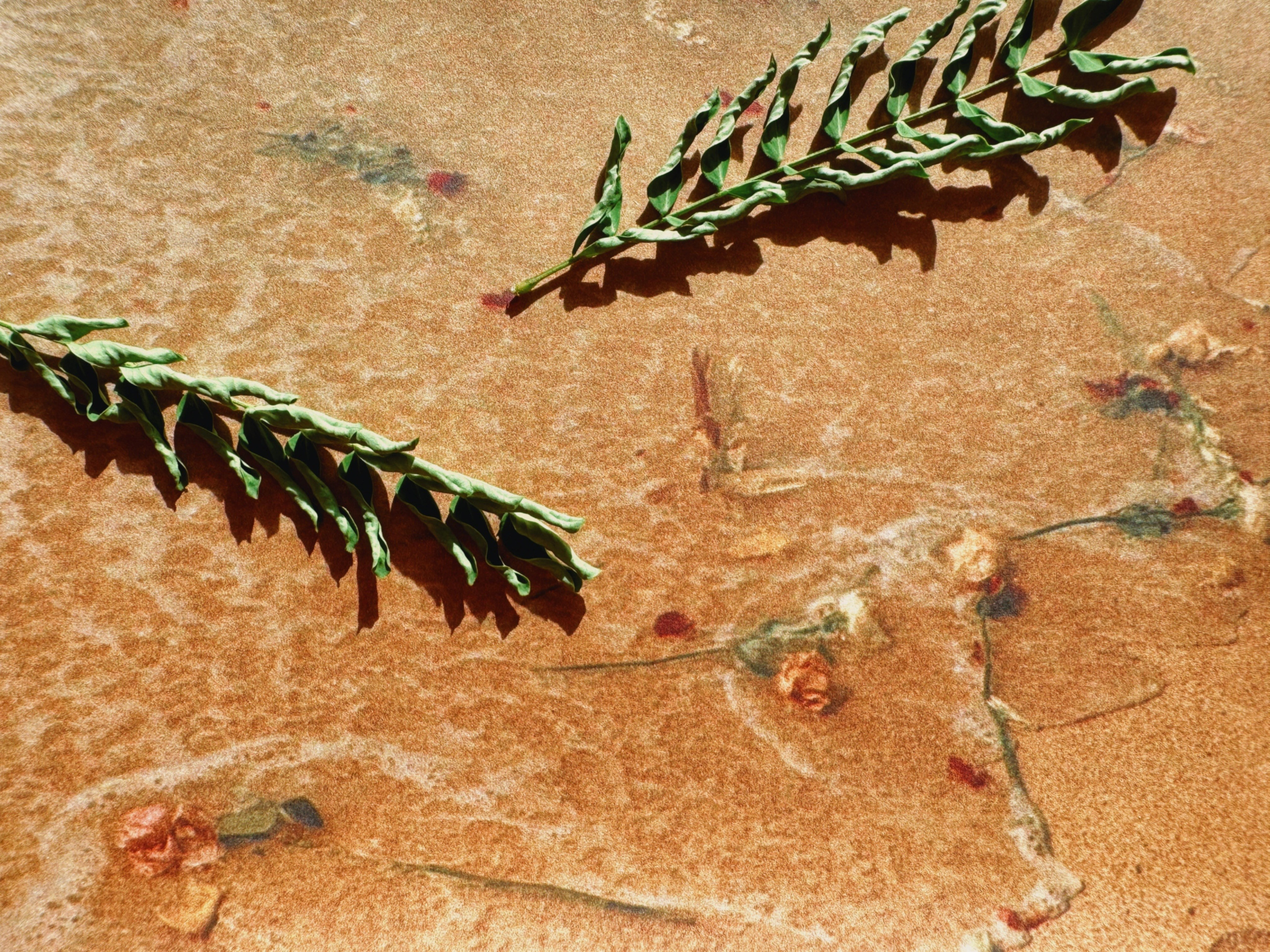 SUN. Виолетта Скрипка