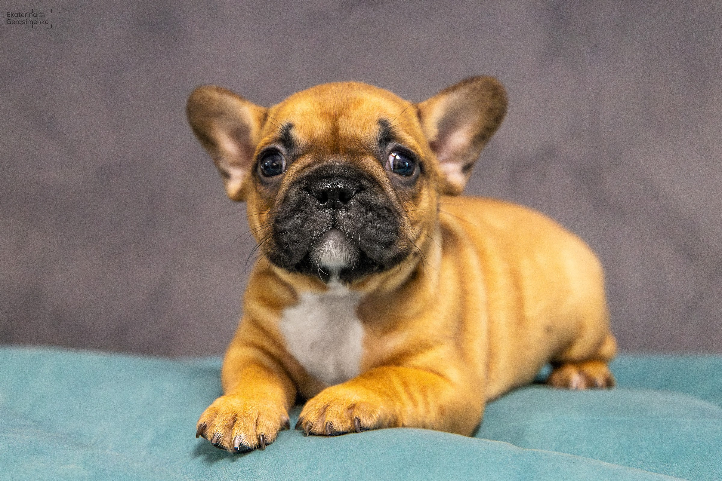 Щенки французского бульдога. Htykk_photo