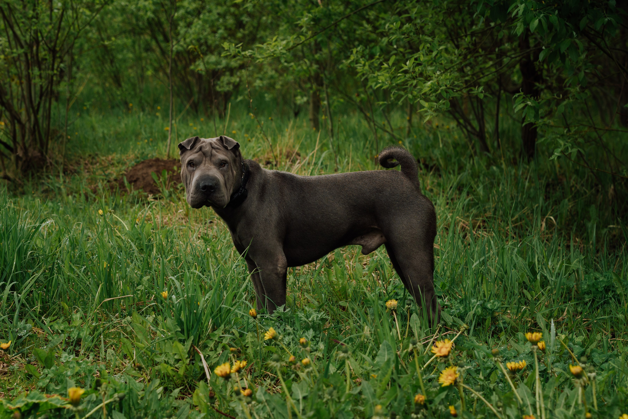 Фотовыходные с питомцами Мурино. Фотограф в Санкт-Петербурге и Ленинградской области