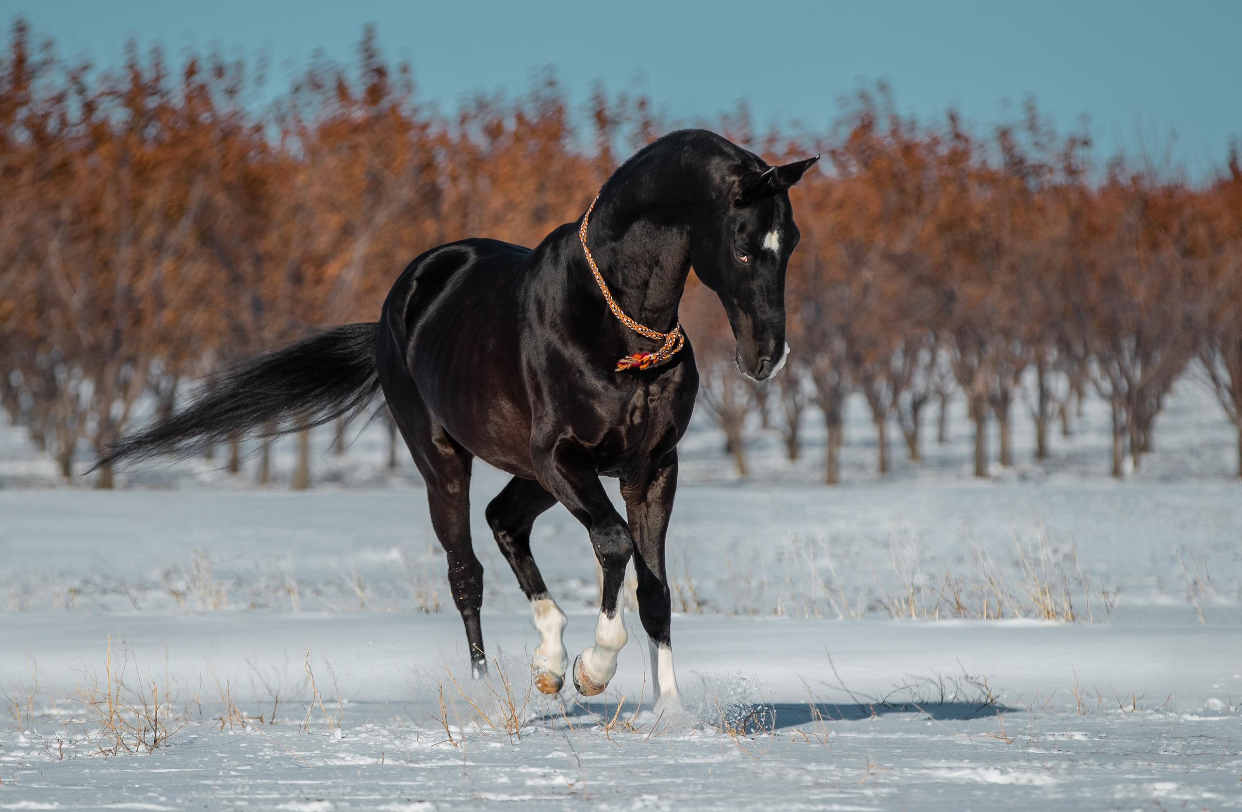 В движении. Фотограф-анималист Ксендзова Кристина