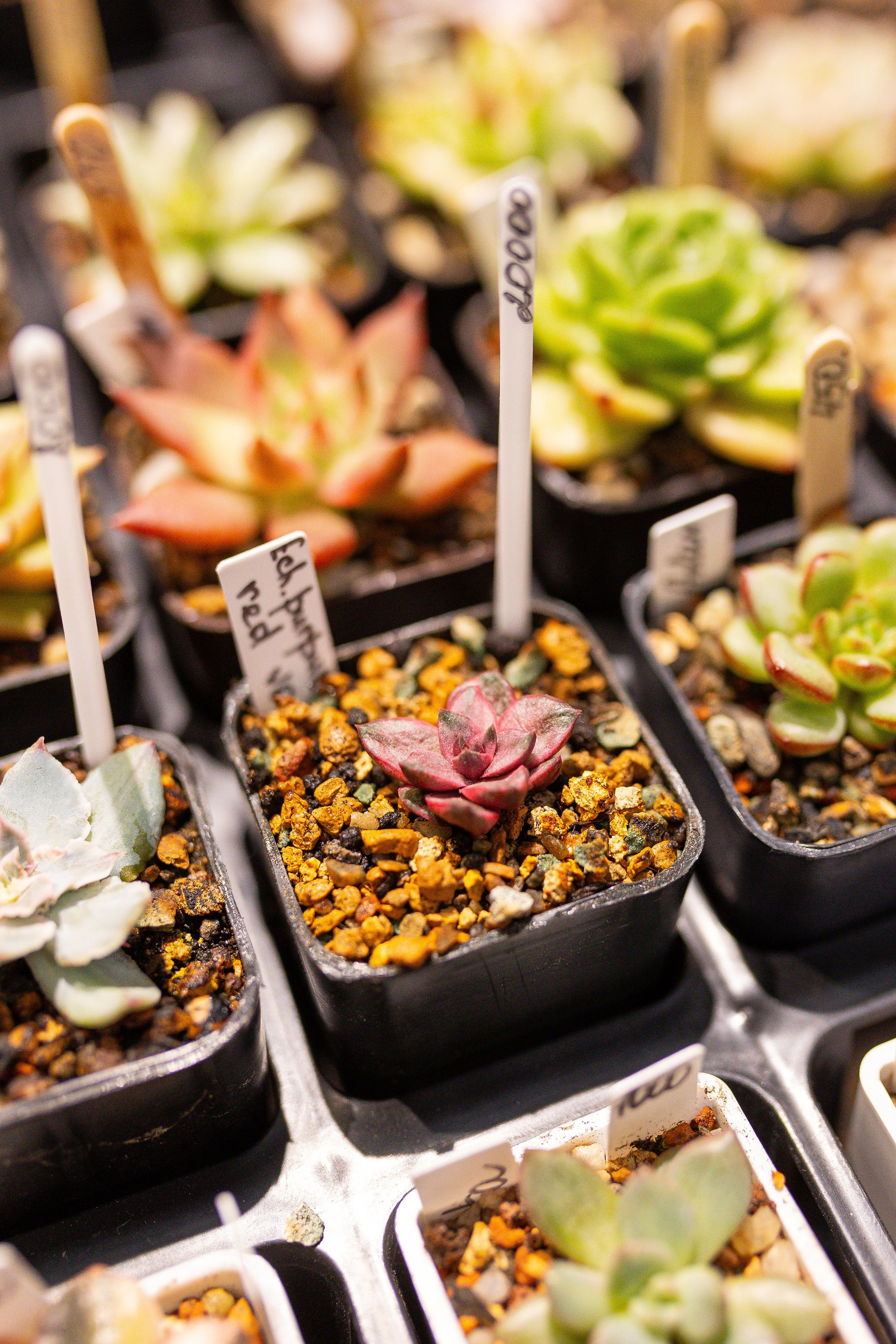 Ярмарка Green Rare 20.09.25. Александра Куликова фотограф, Москва