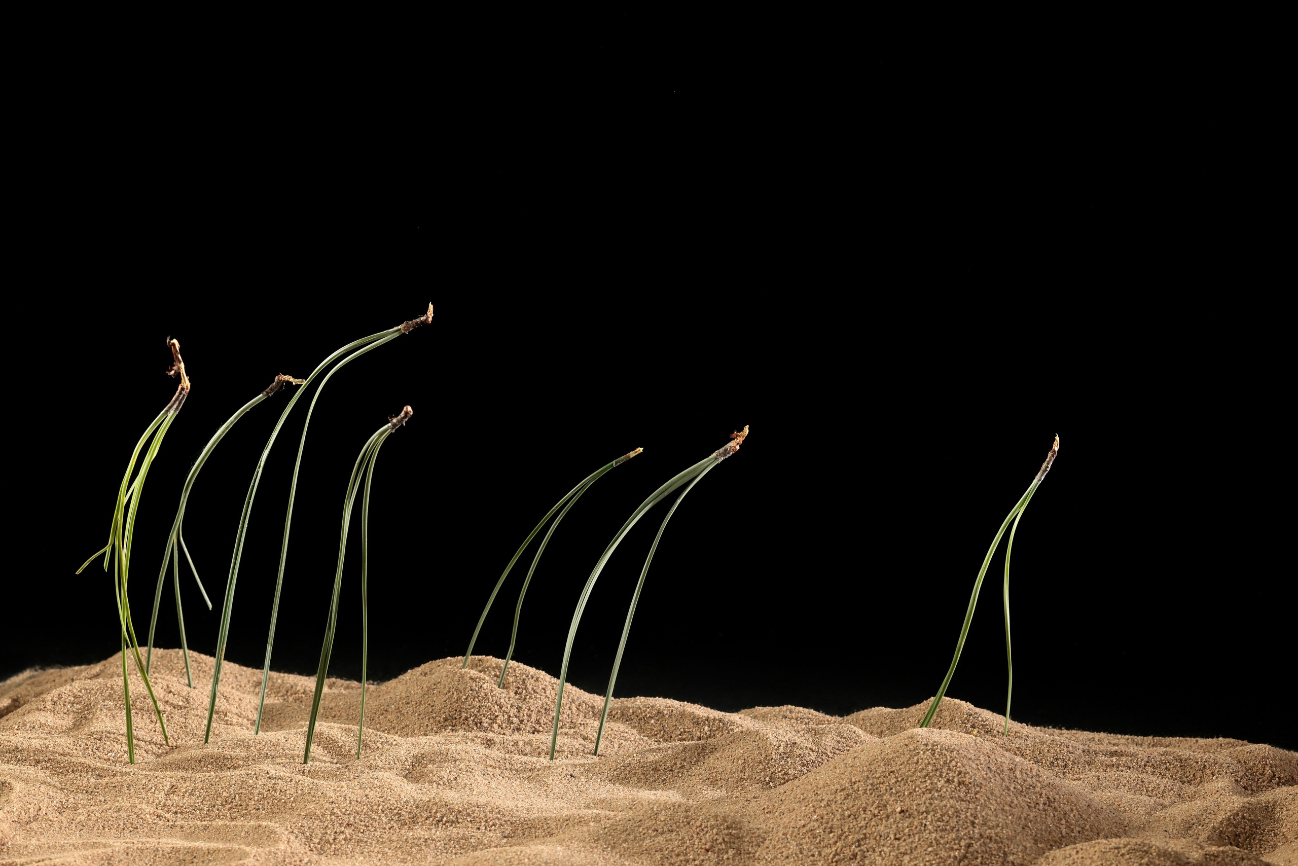 Книга Music inspires Ikebana (Бельгия)