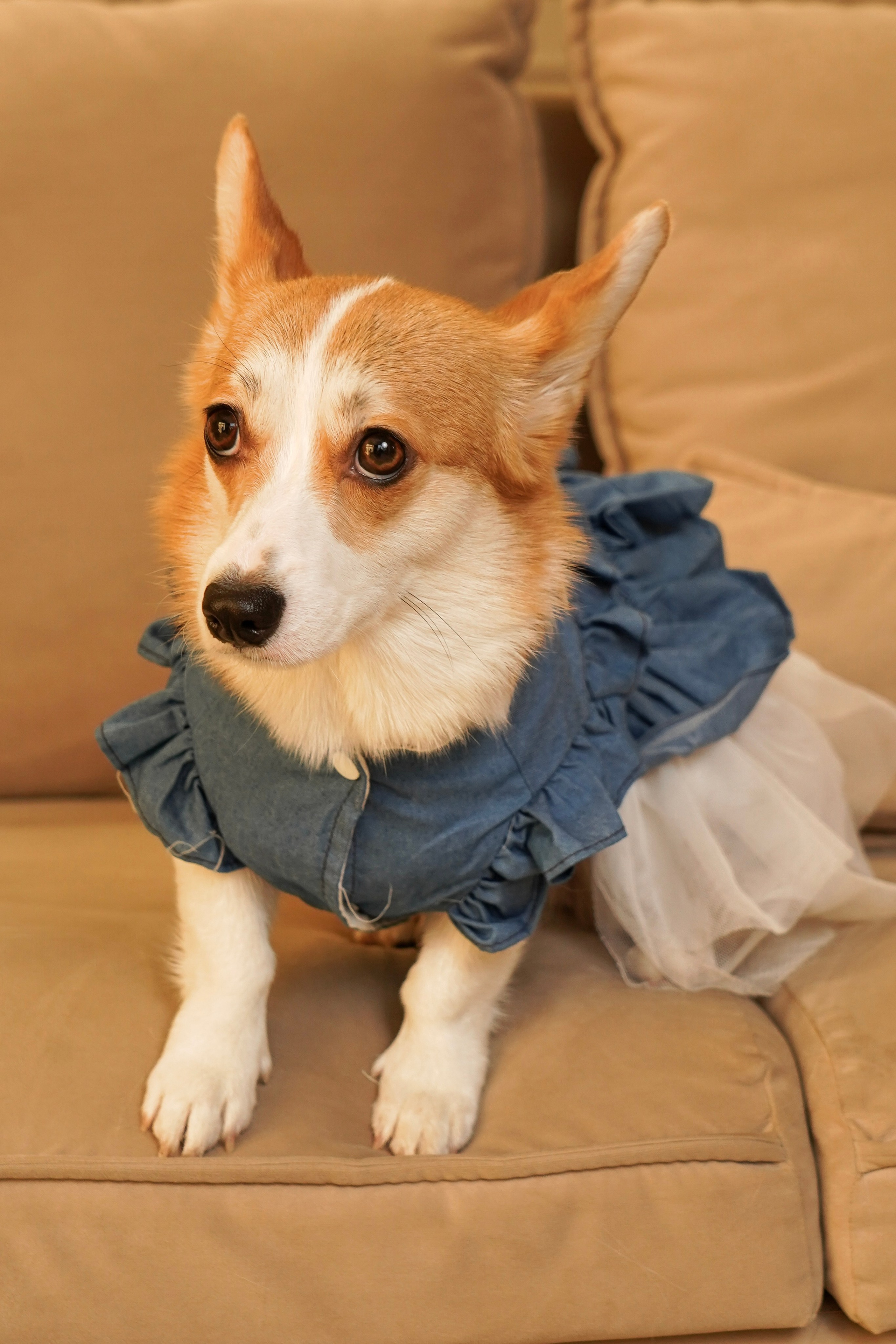 Кирилл, Анастасия и собачка Мира). Анна, фотограф Москва, Зеленоград