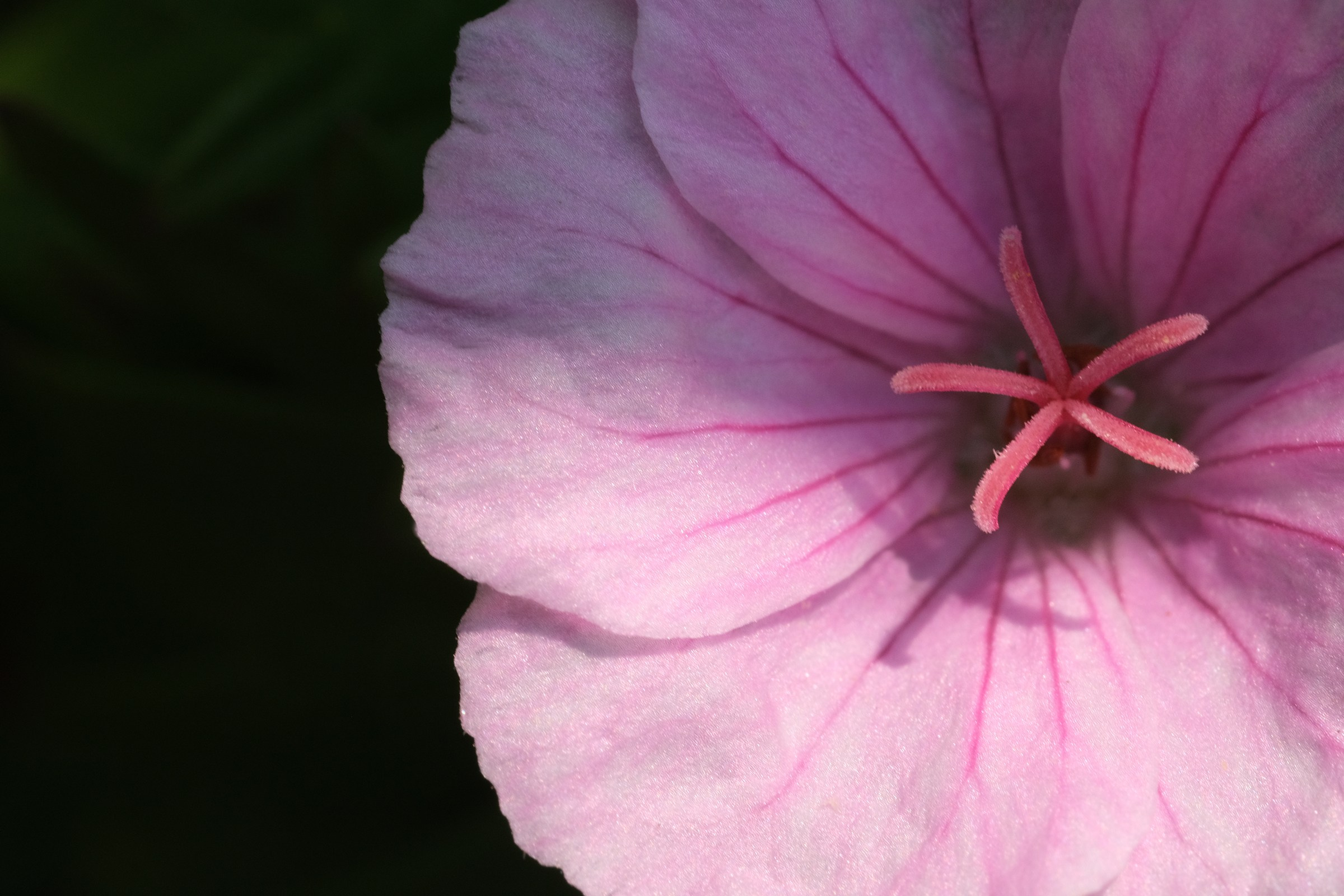 Geranium