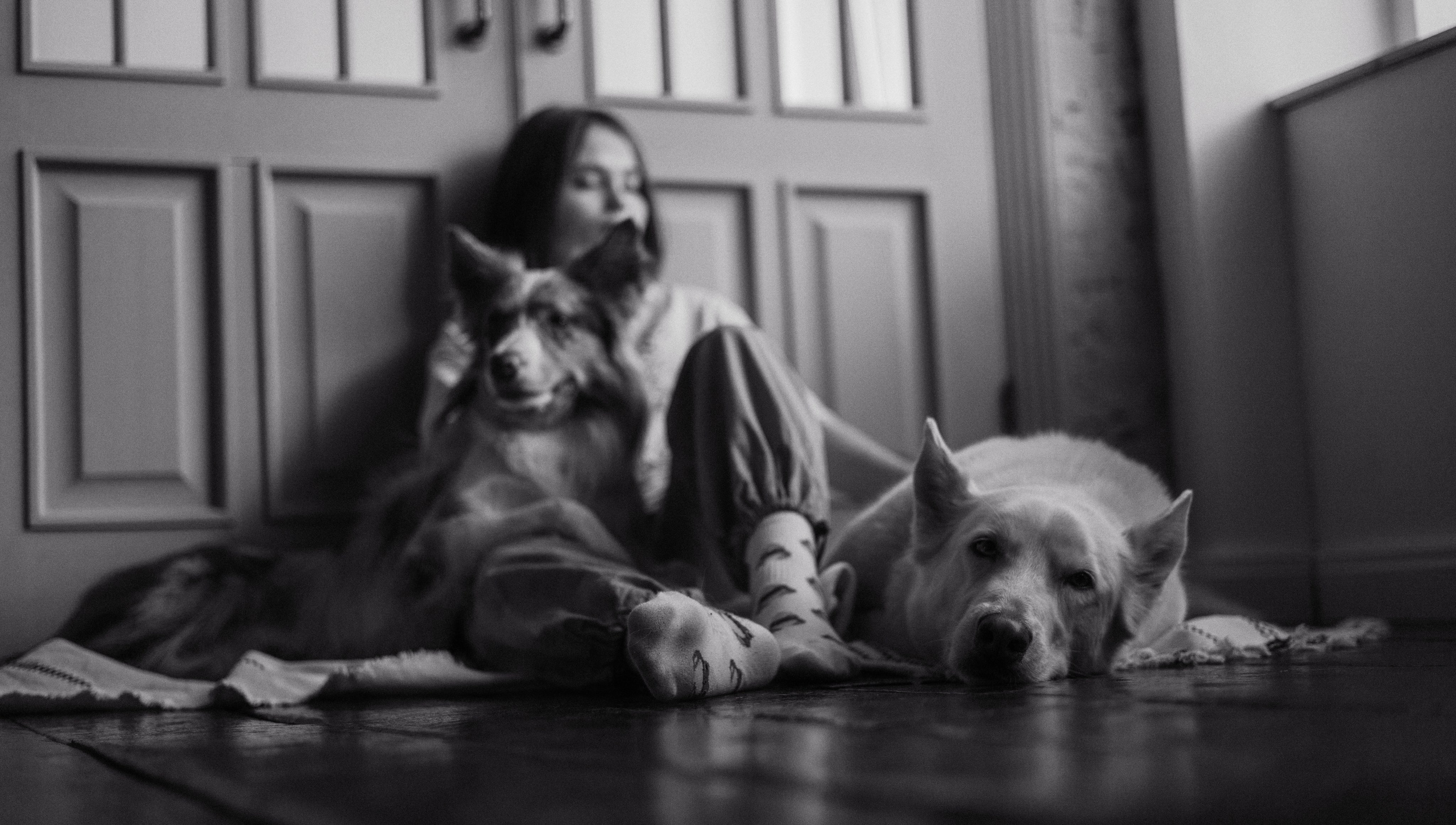 Аня, Дэймон и Грэй. Фотограф-анималист Богданова Полина