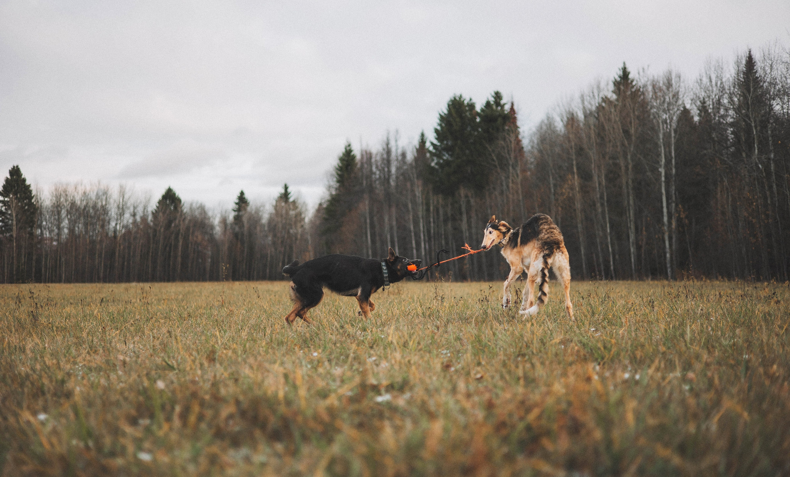 Алена, Леви и Микаса. Фотограф-анималист Богданова Полина
