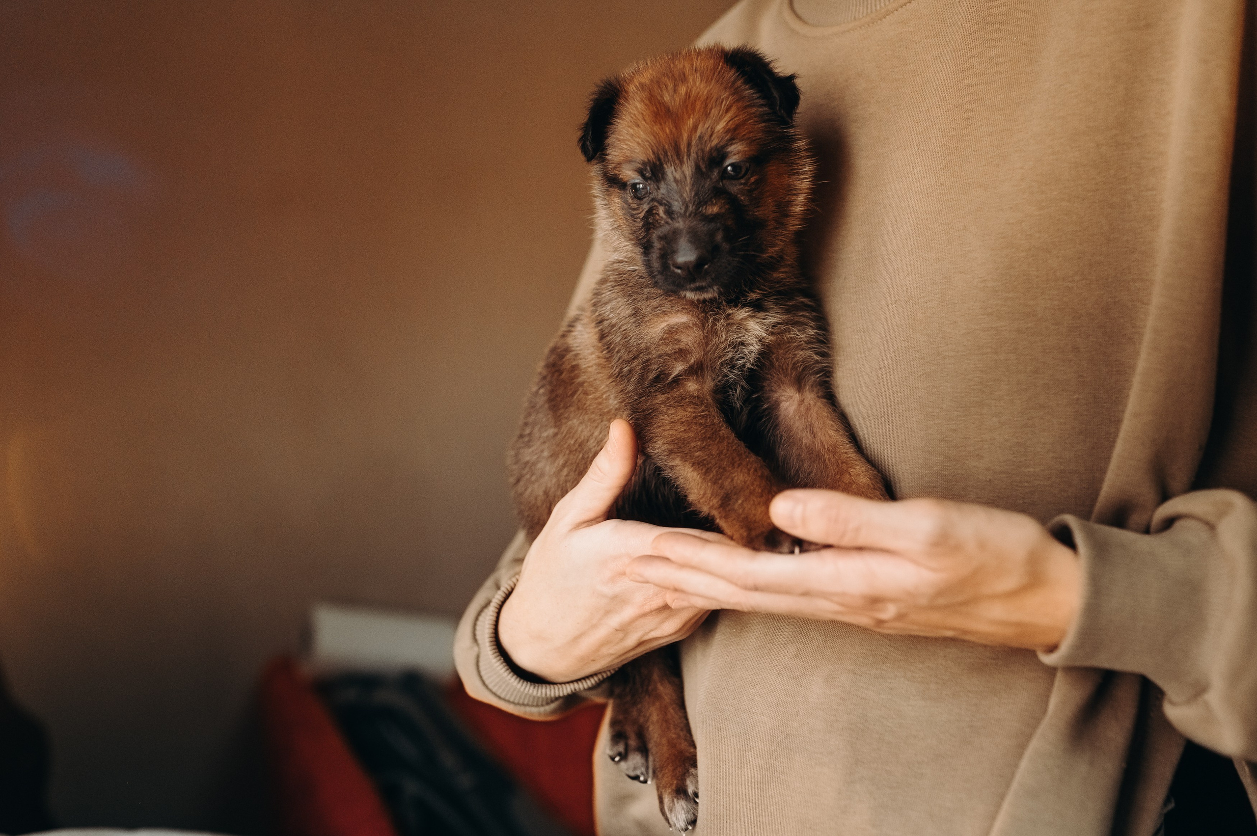 Анималистика. Главная