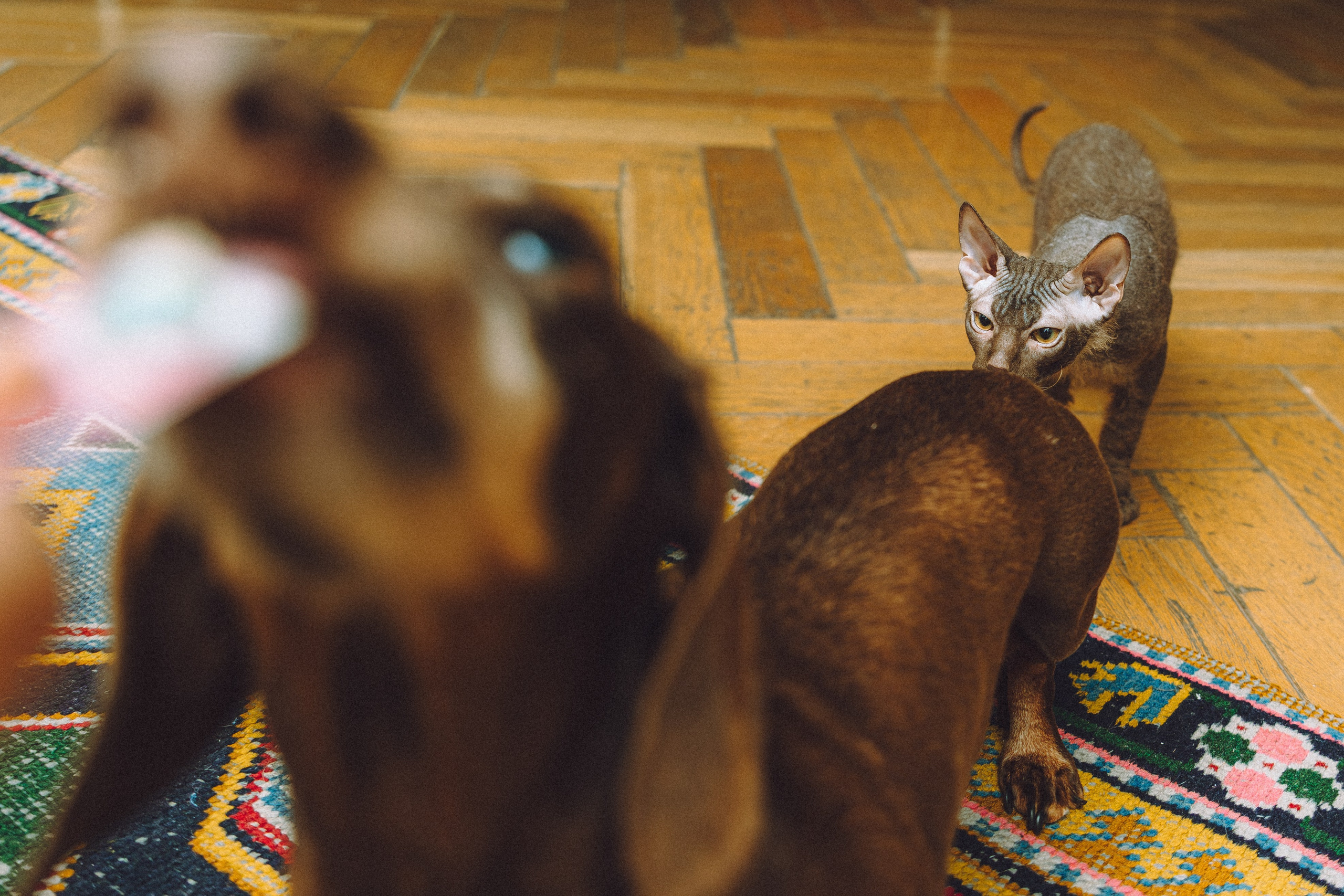 Кокос, Света, Динара и Вилли