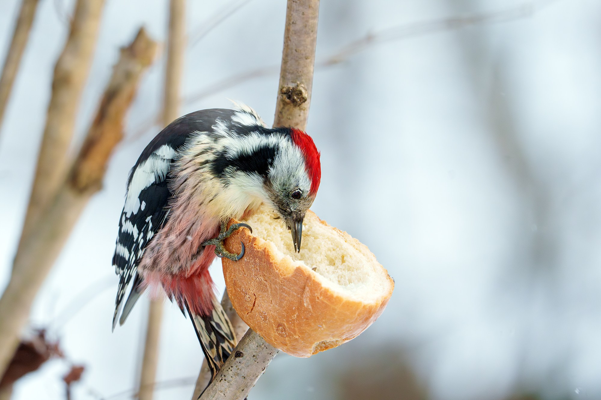 Удивительные мир птиц. Вокруг нас столько прекрасного — присмотритесь!. Ваш личный фотограф Марина Волкова