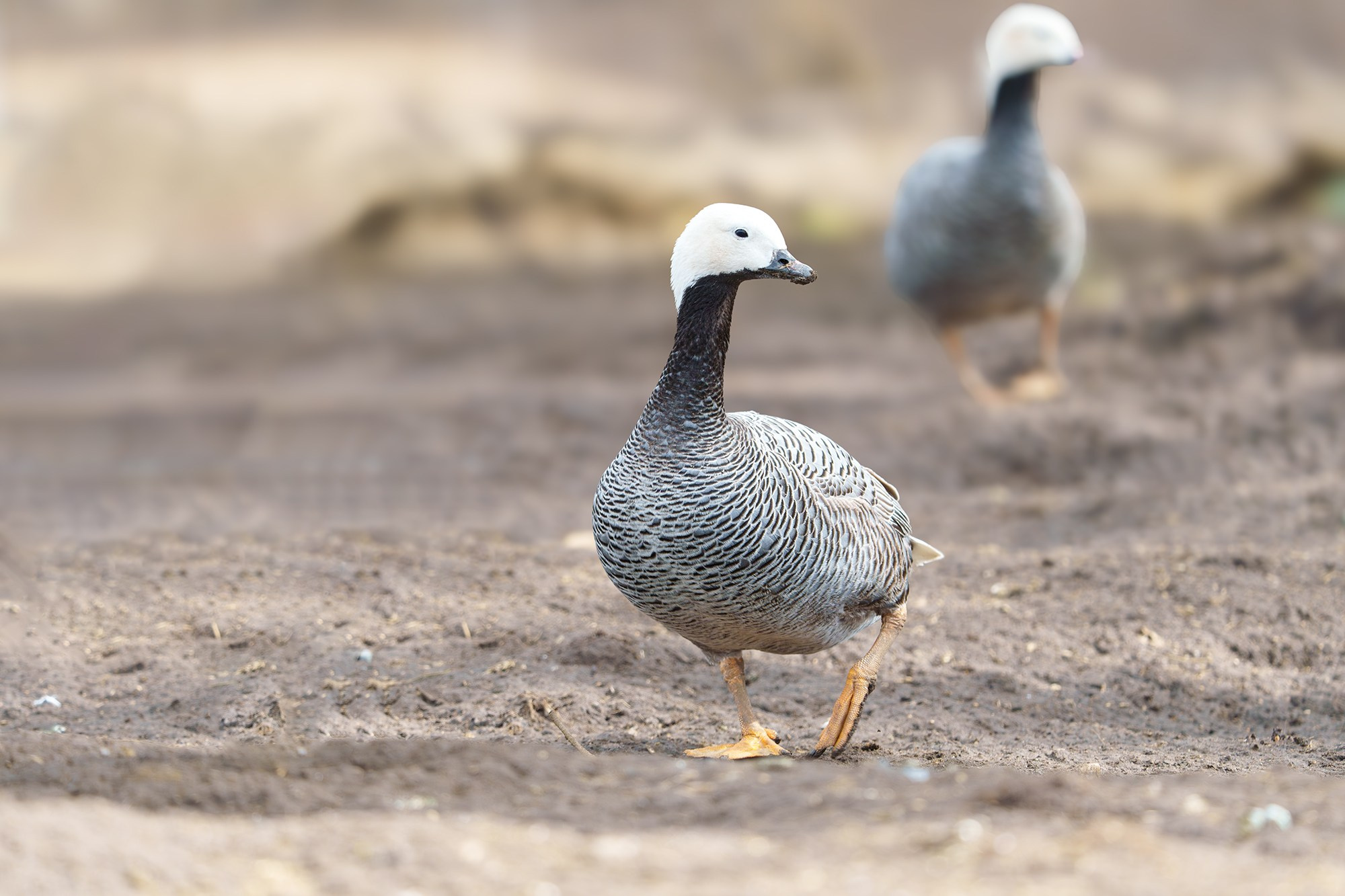 Удивительные мир птиц. Вокруг нас столько прекрасного — присмотритесь!. Ваш личный фотограф Марина Волкова