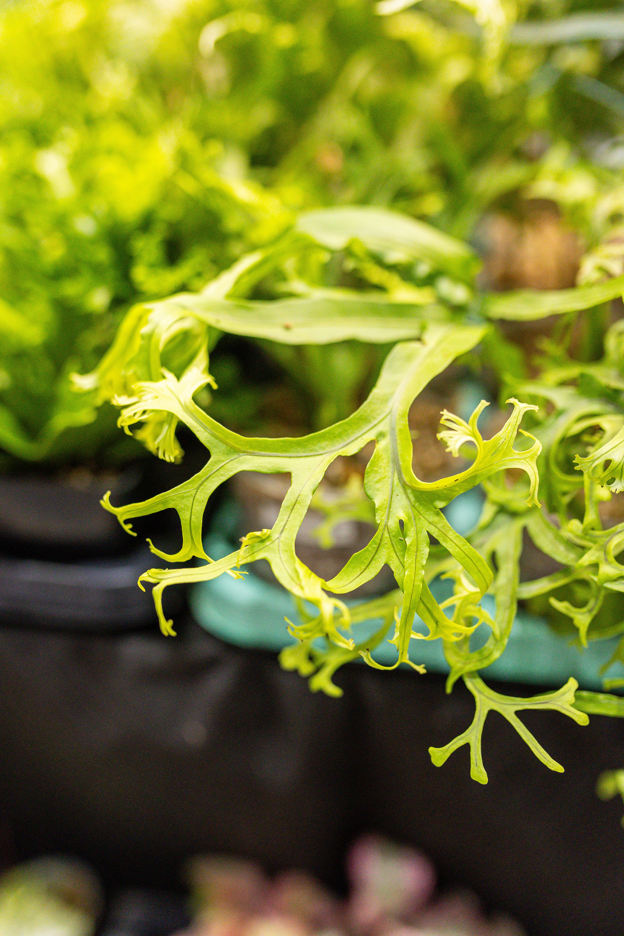 Монстериум 11–12 октября. Александра Куликова фотограф, Москва