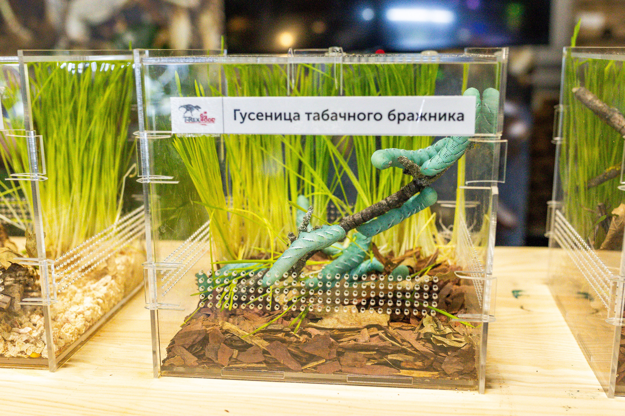 Рептилиум июнь 2025. Александра Куликова фотограф, Москва