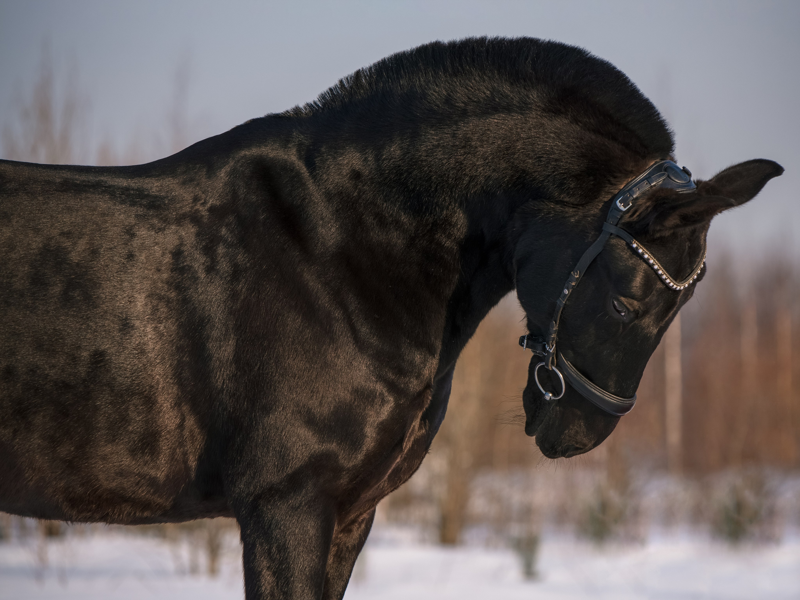 Портрет лошади, лошадь, конь, фото лошади, фотография лошади, конный фотограф, съемка лошадей, фотограф лошадей, конная фотография, конный фотограф, конный фотограф в спб, профессиональный фотограф спб, фотограф спб, ахалтекинец, рысак, спортивная лошадь, конный клуб, фотосессия с лошадьми, тракененская лошадь, зима, лошадь зимой, пейзаж, зимний лес свободные лошади, орловец, орловский рысак, орловская рысистая порода, новый год, новогодняя фотосессия, съемки с лошадьми, фото с лошадью
