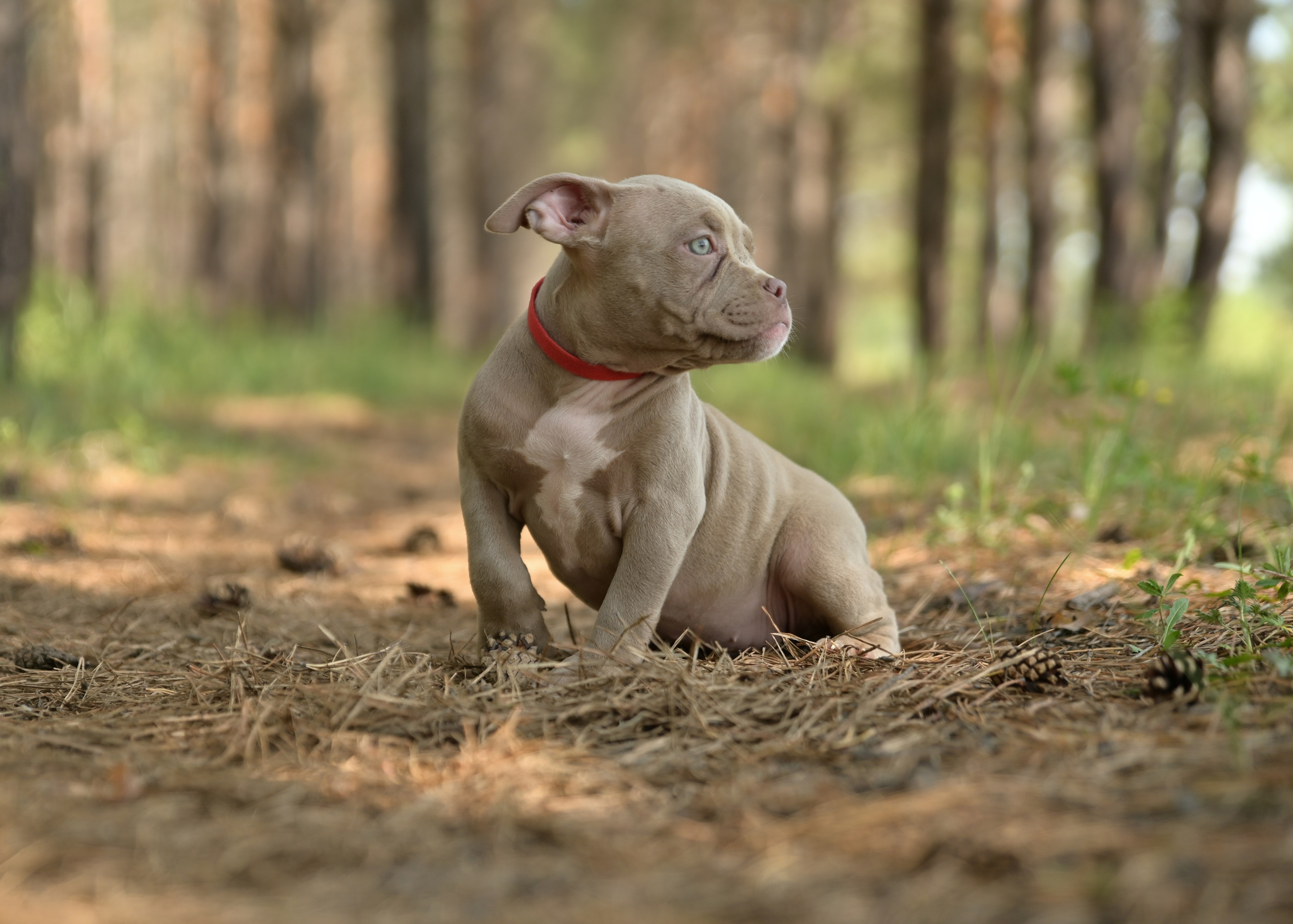 Свободные щенки Американский Булли в Иркутске. Питомник собак Иркутск