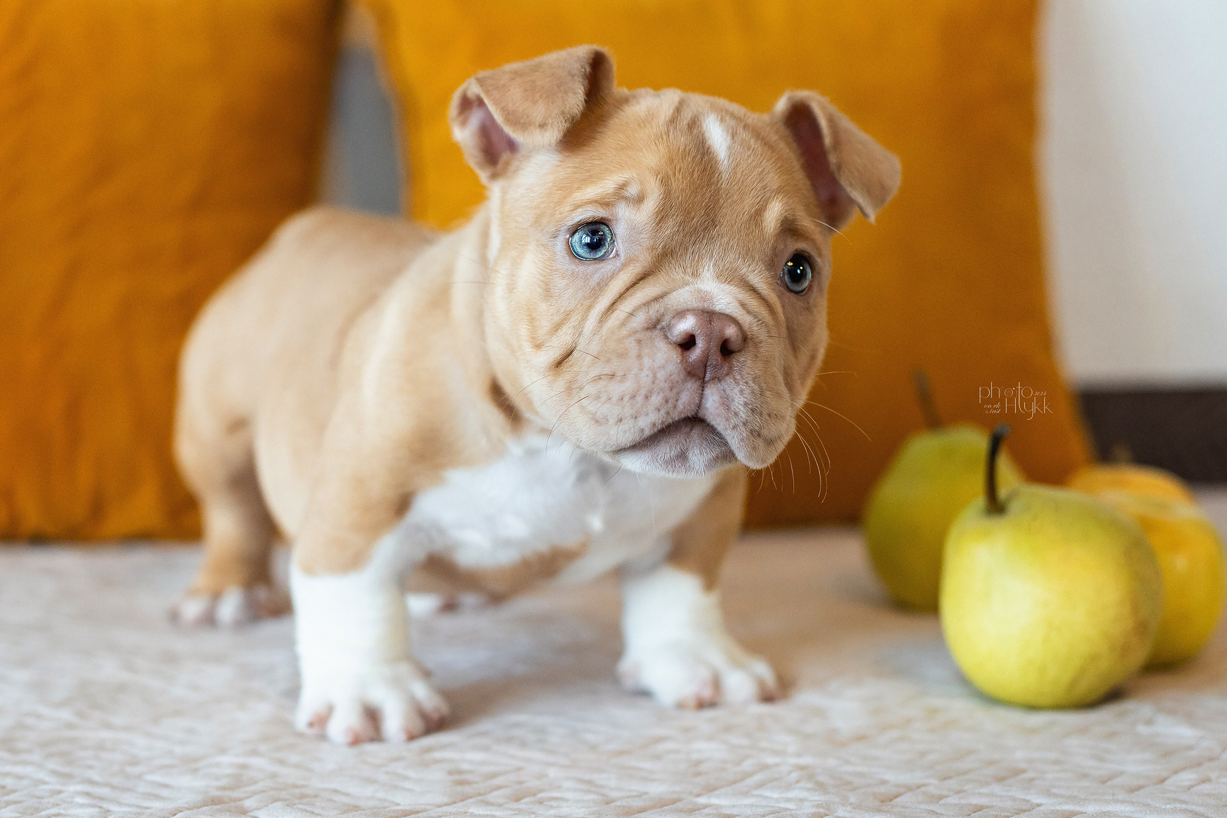 Щенки Американского булли + кошечка. Htykk_photo