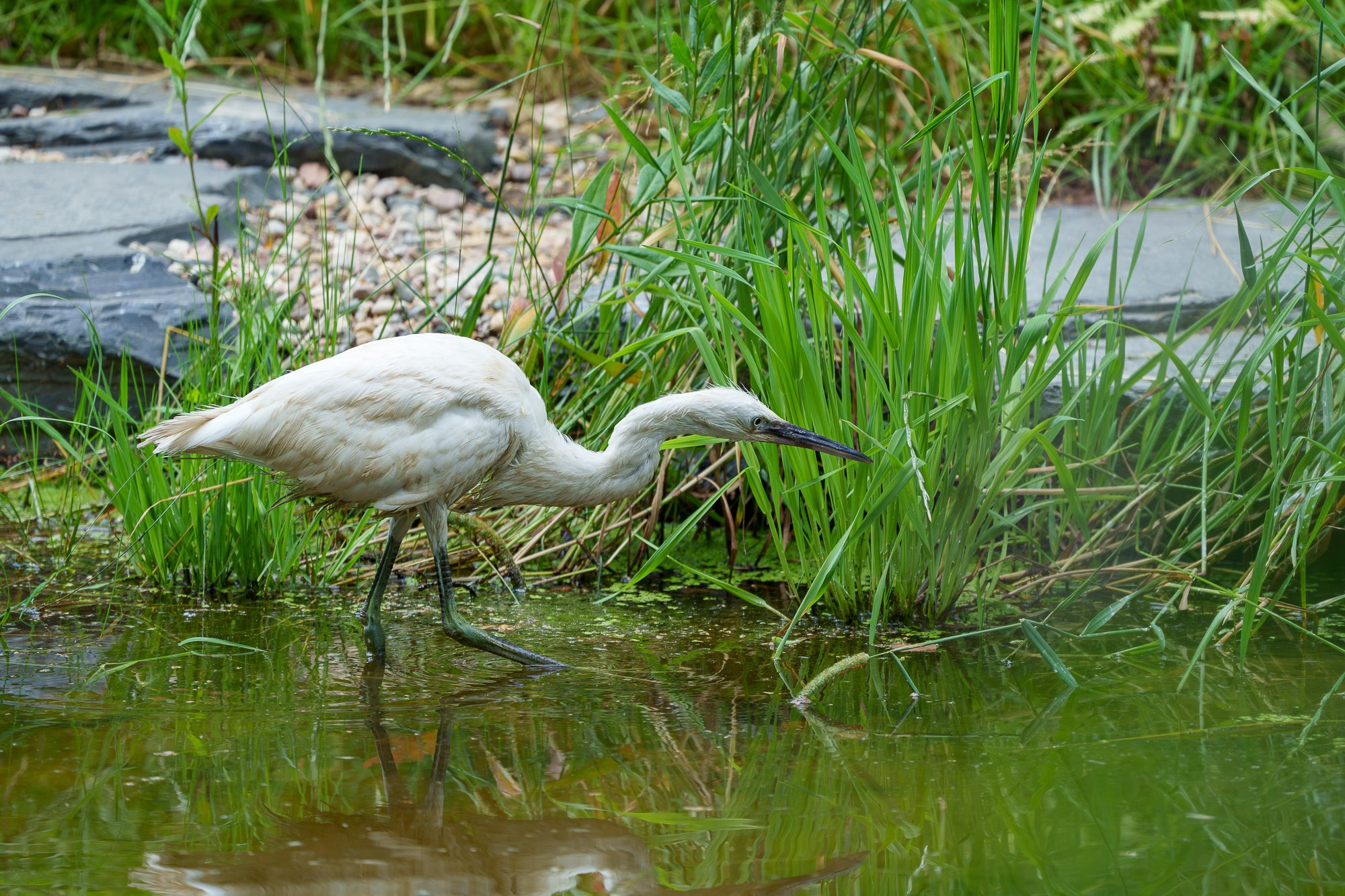 Удивительные мир птиц. Вокруг нас столько прекрасного — присмотритесь!. Ваш личный фотограф Марина Волкова