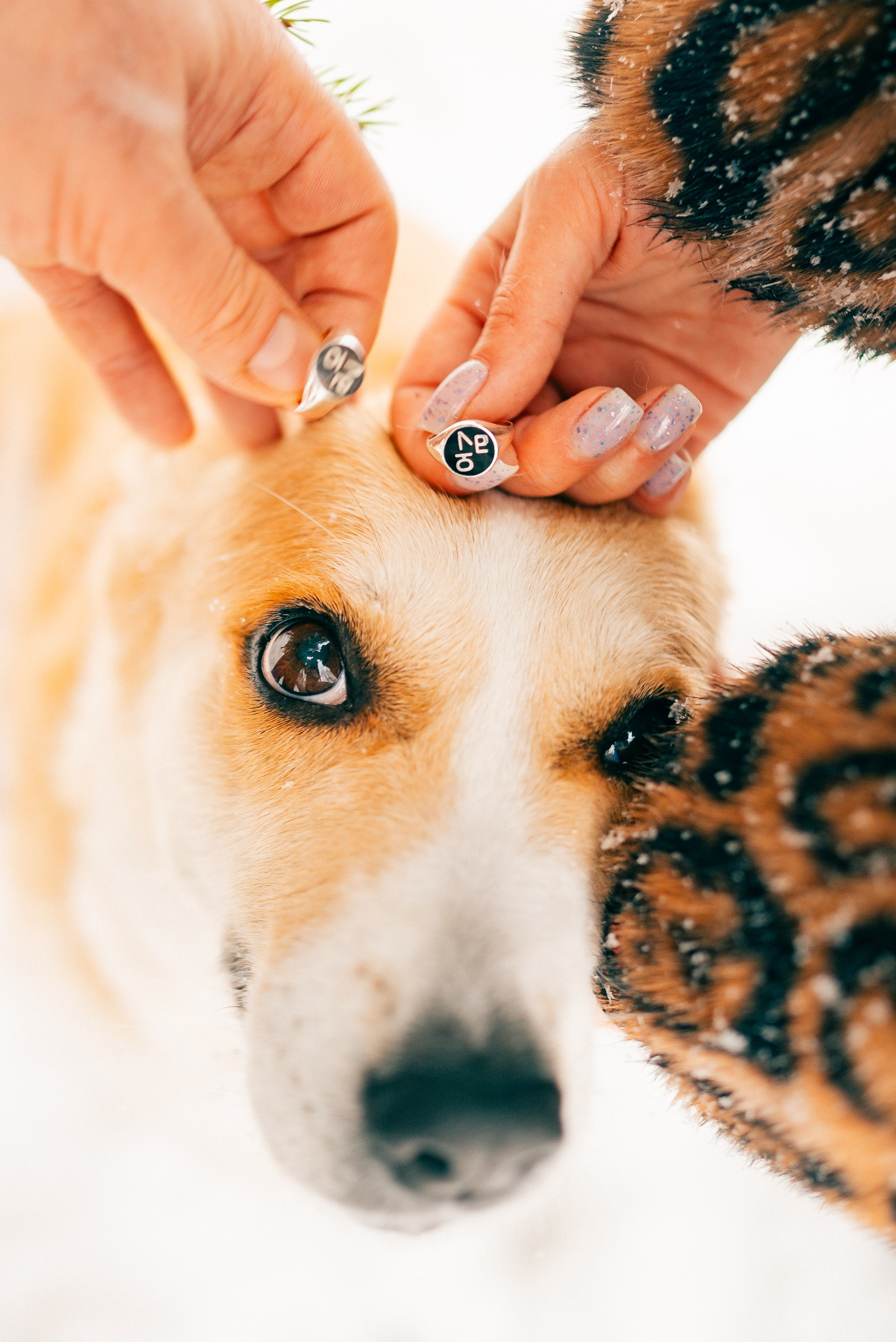 Свадебная съёмка в зимнем лесу. Фотоведьма Дарья Нечинская