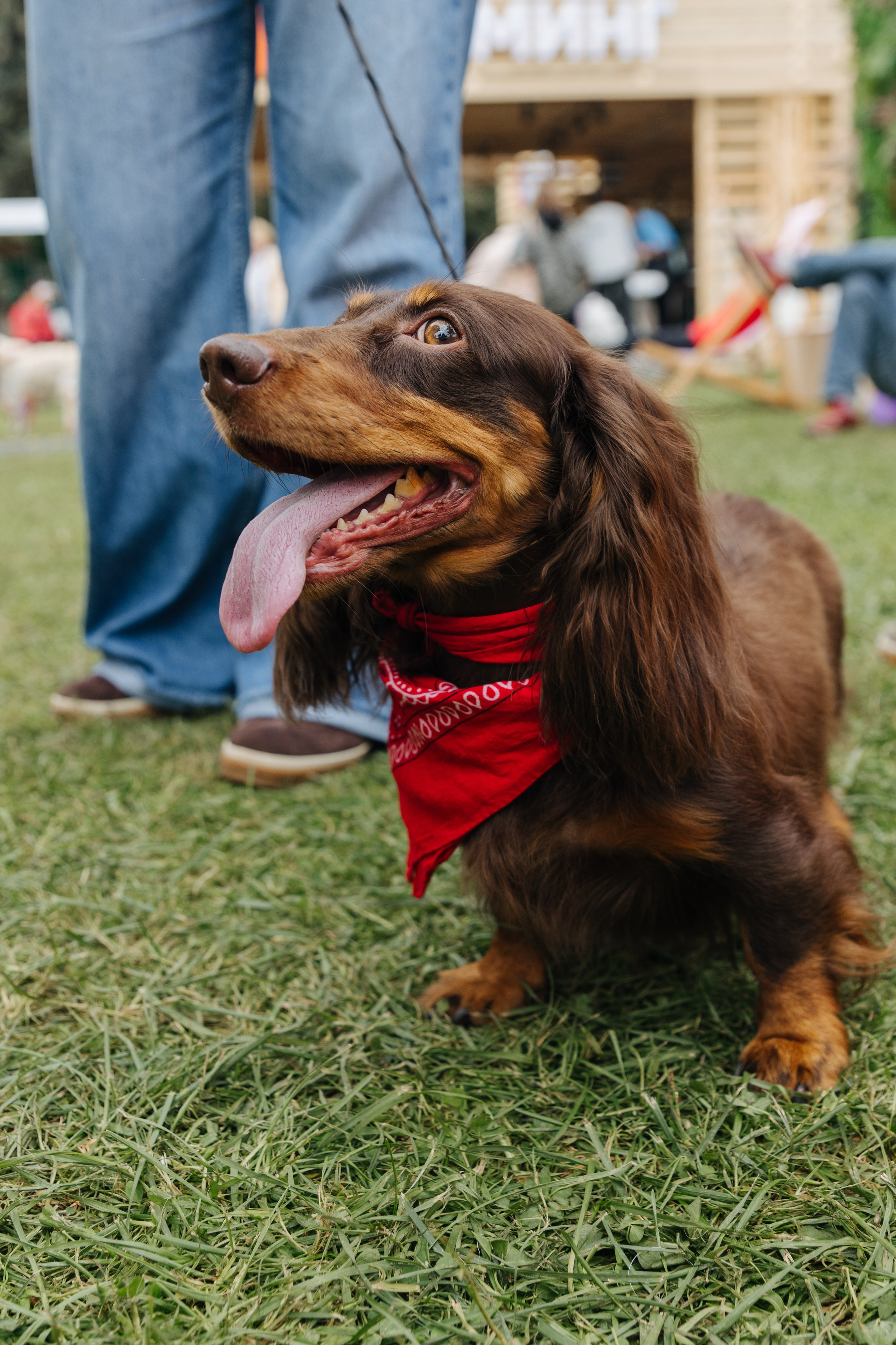 Хвостатый репортаж. Аксана Лисовская фотограф в Москве. Фотографии с характером