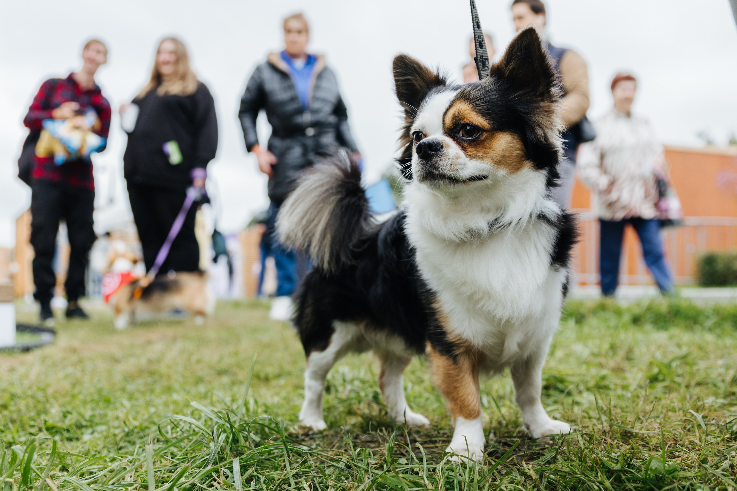 Хвостатый репортаж. Аксана Лисовская фотограф в Москве. Фотографии с характером