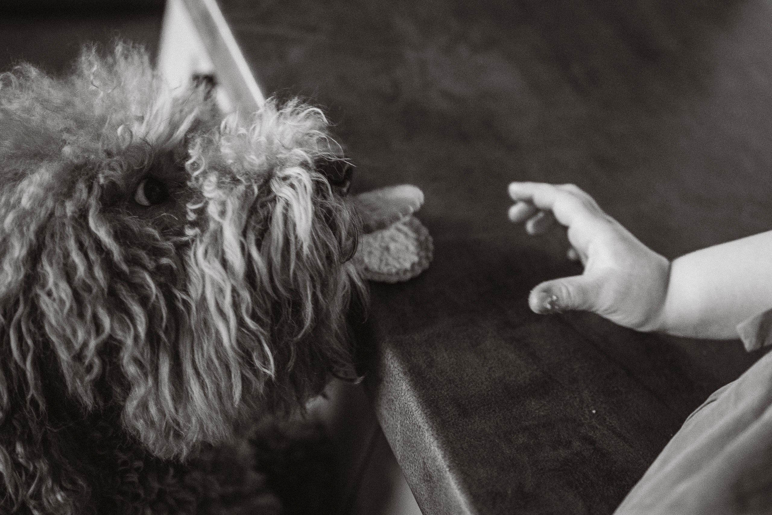 Домашняя семейная фотосессия с собакой в Ижевске